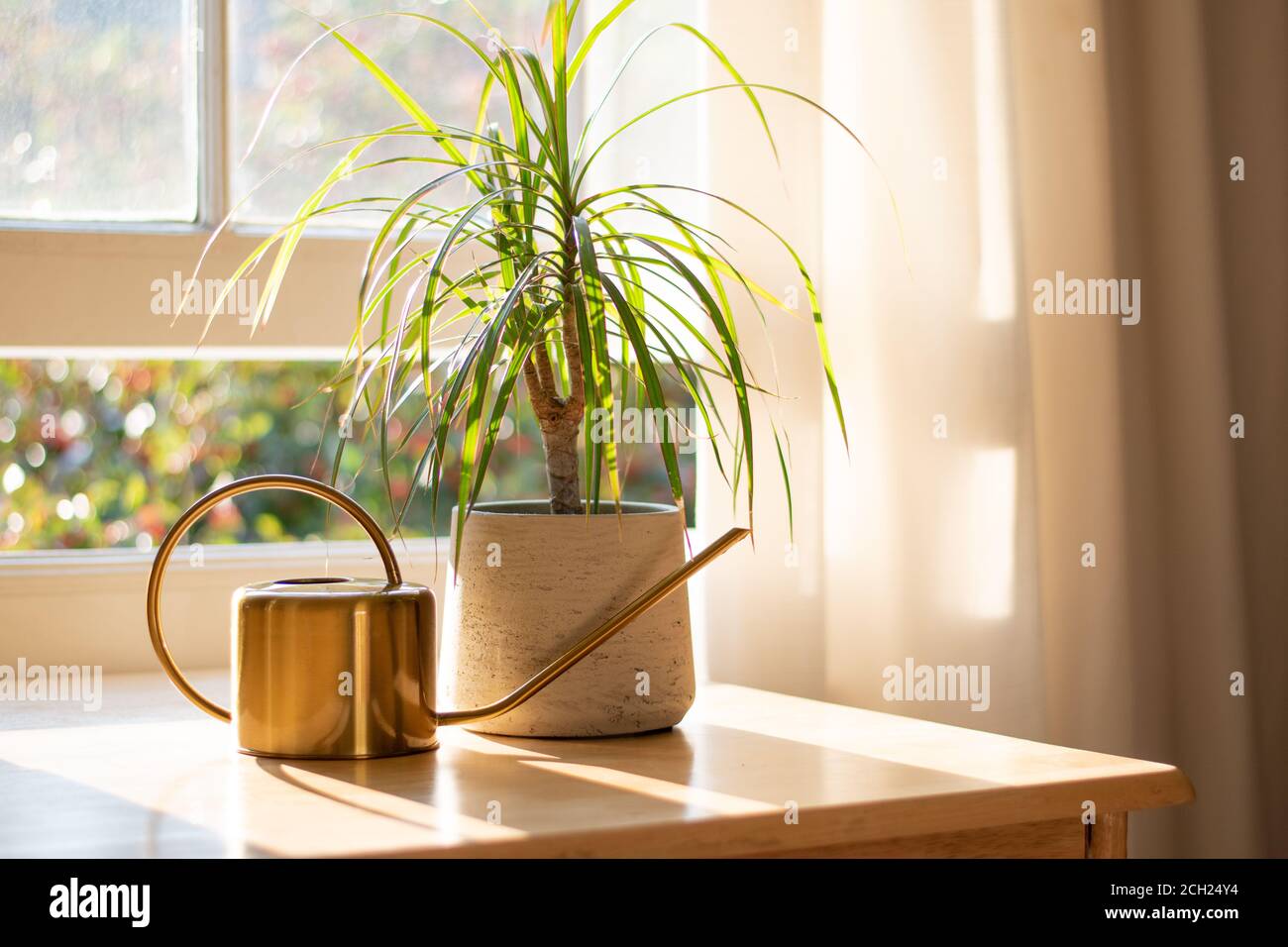 Dragon tree dracaena marginata next to a watering can in a beautifully designed home interior. Stock Photo