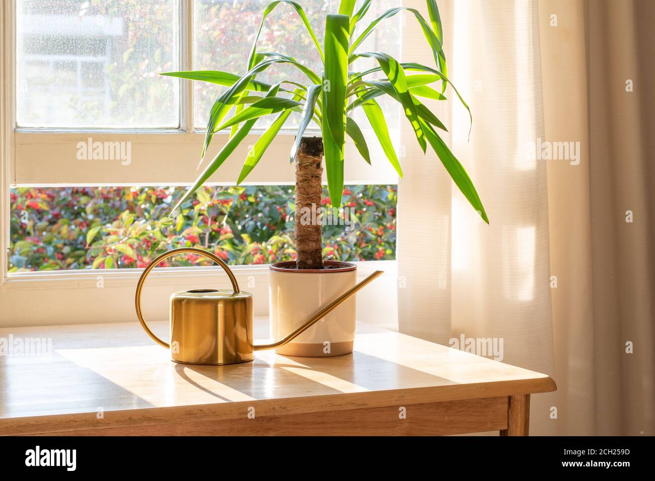 Yucca indoor plant next to a watering can in the windowsill in a beautifully designed home interior. Stock Photo