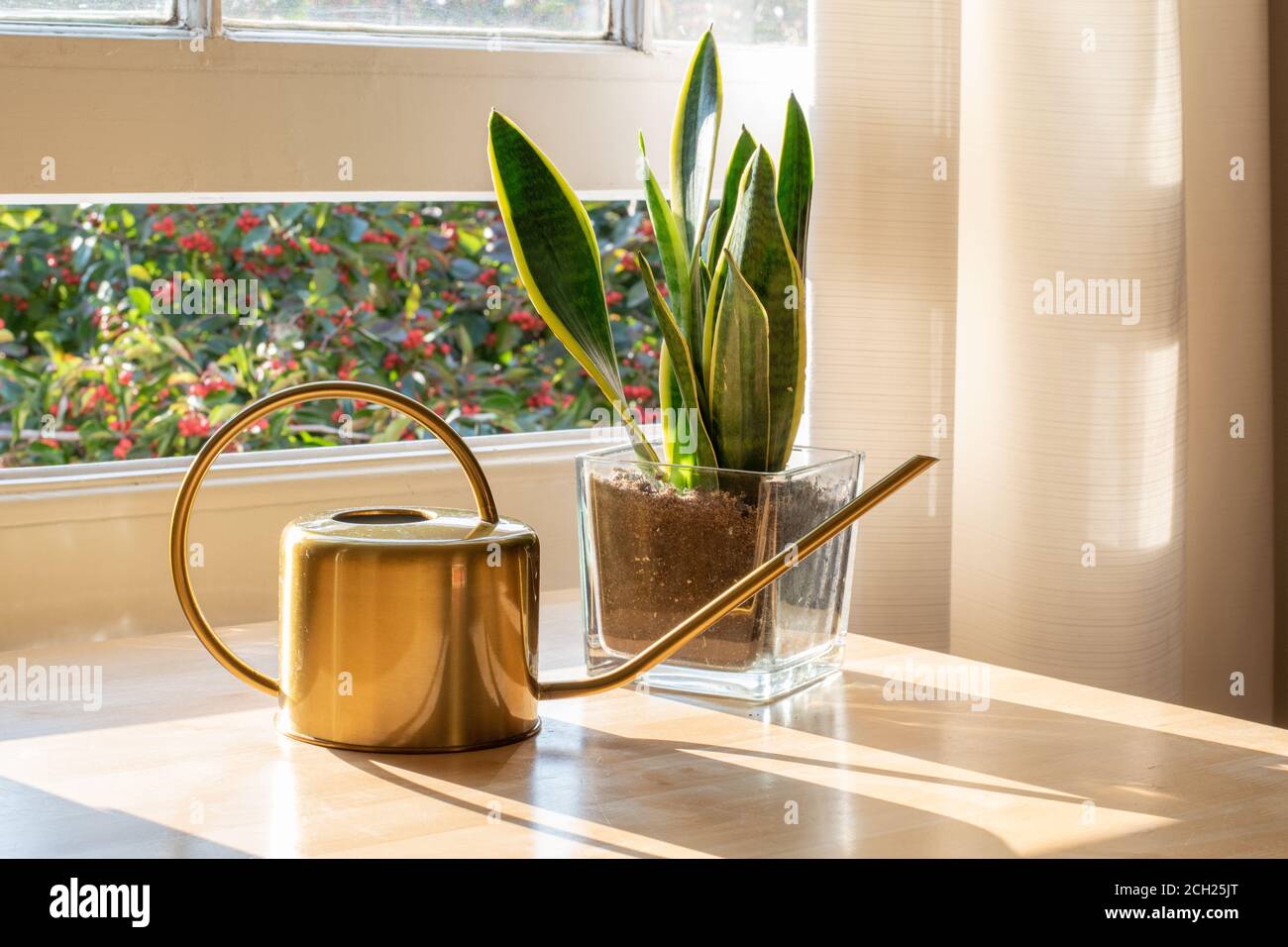 A sansevieria trifasciata snake plant in the window of a modern home or apartment interior. Stock Photo