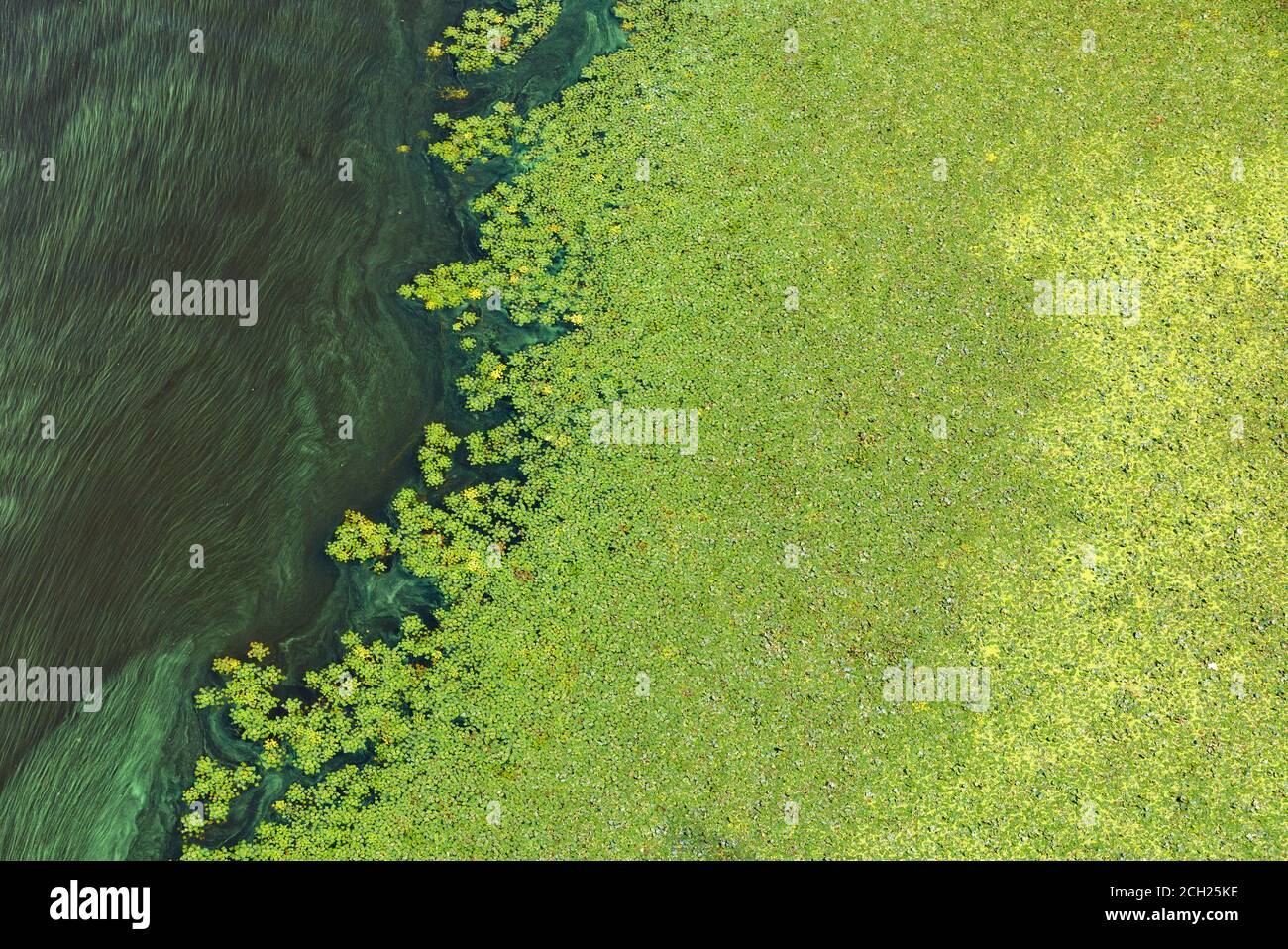 Green algae gradually cover the surface of the blooming water, the ...