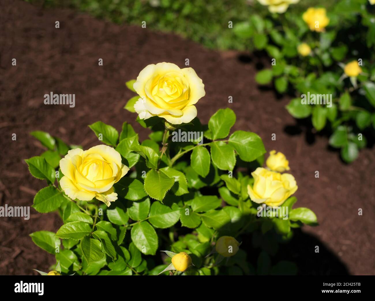 Yelllow roses within the gardens of Elizabeth Park in West Hartford Connecticut on a sunny summer day. Stock Photo