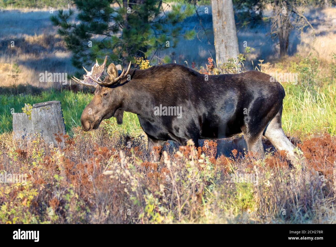 A bull moose is walking in tall grass at Turnbull Wildlife Refuge in