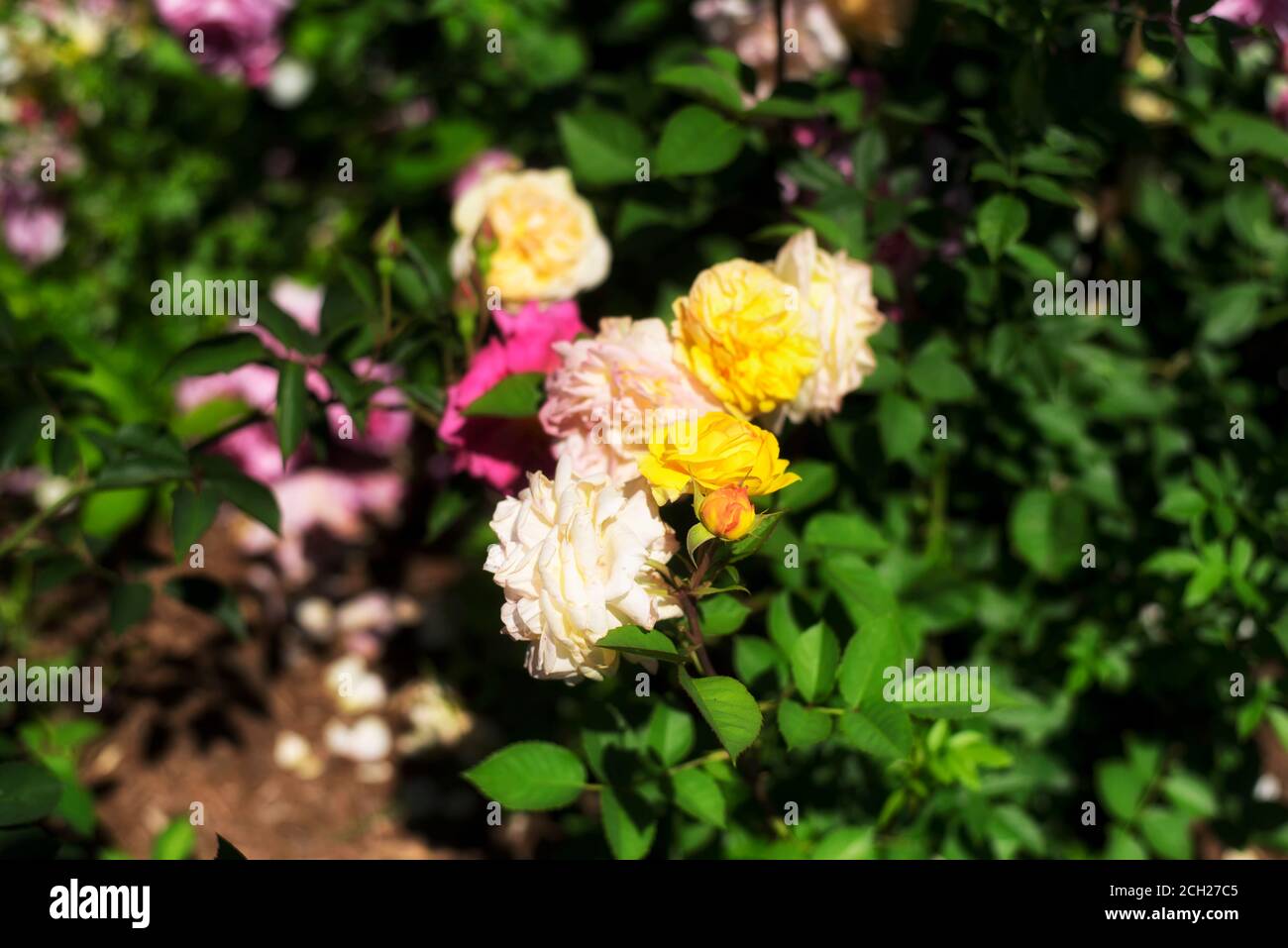 Yelllow and pink roses within the gardens of Elizabeth Park in West Hartford Connecticut on a sunny summer day. Stock Photo