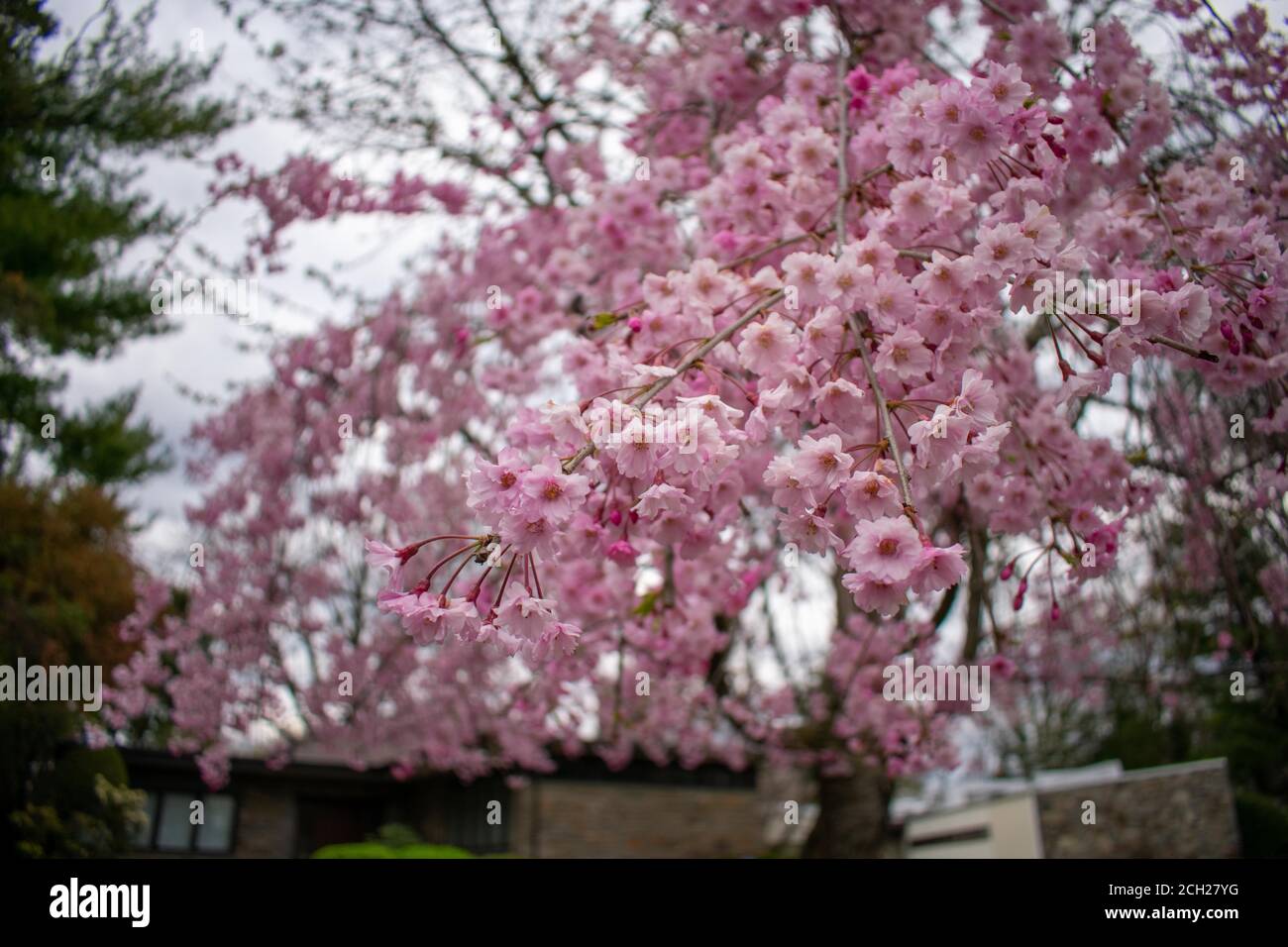 A Young Pink Cherry Blossom Tree on the Lawn of a Business in Suburban