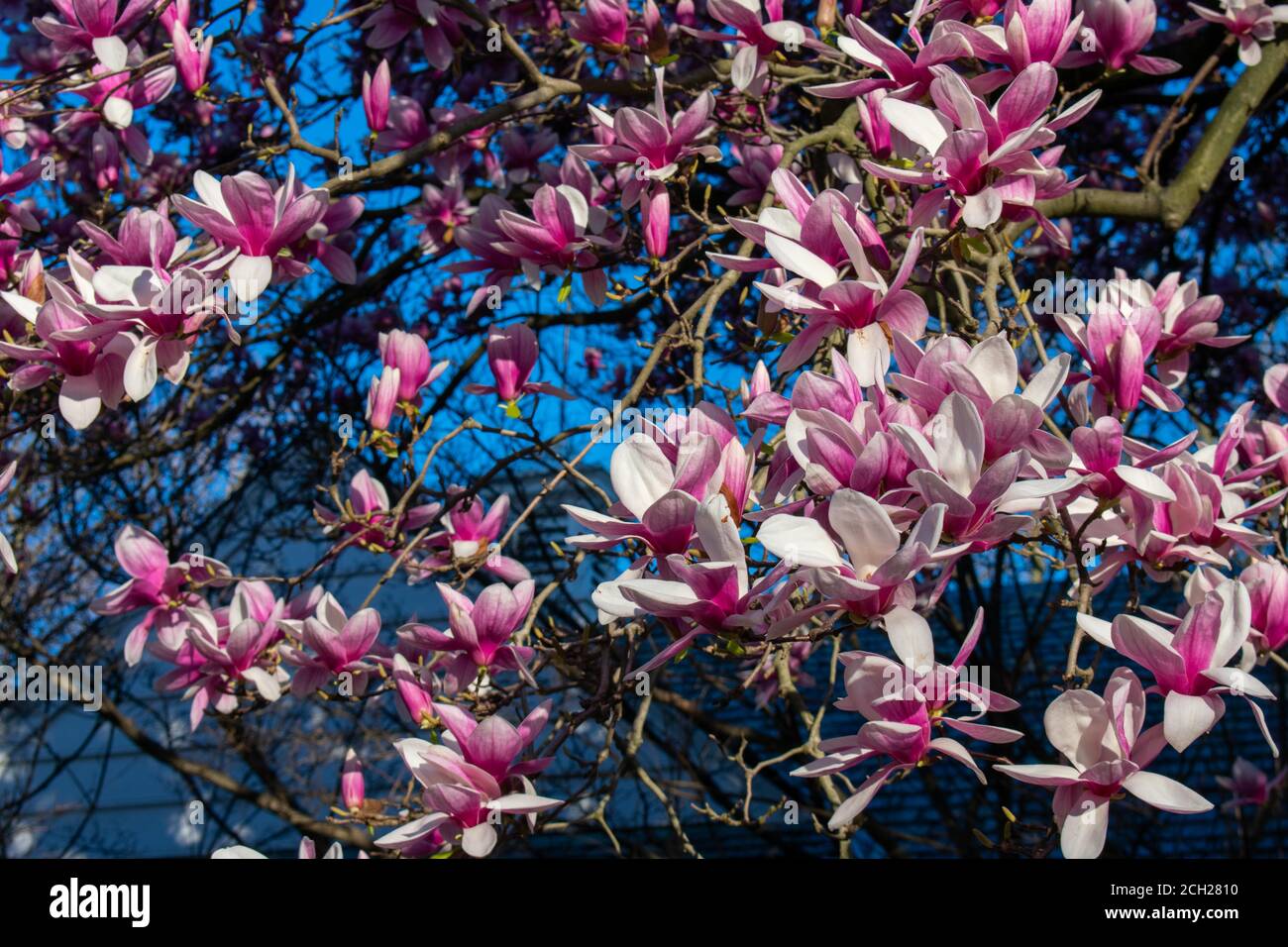A Large Pink Cherry Blossom Tree on a Suburban Front Yard in