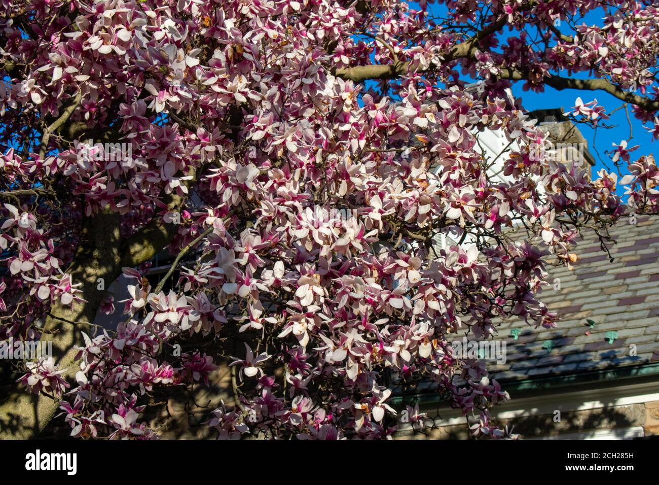 A Large Pink Cherry Blossom Tree on a Suburban Front Yard in Pennsylvania Stock Photo