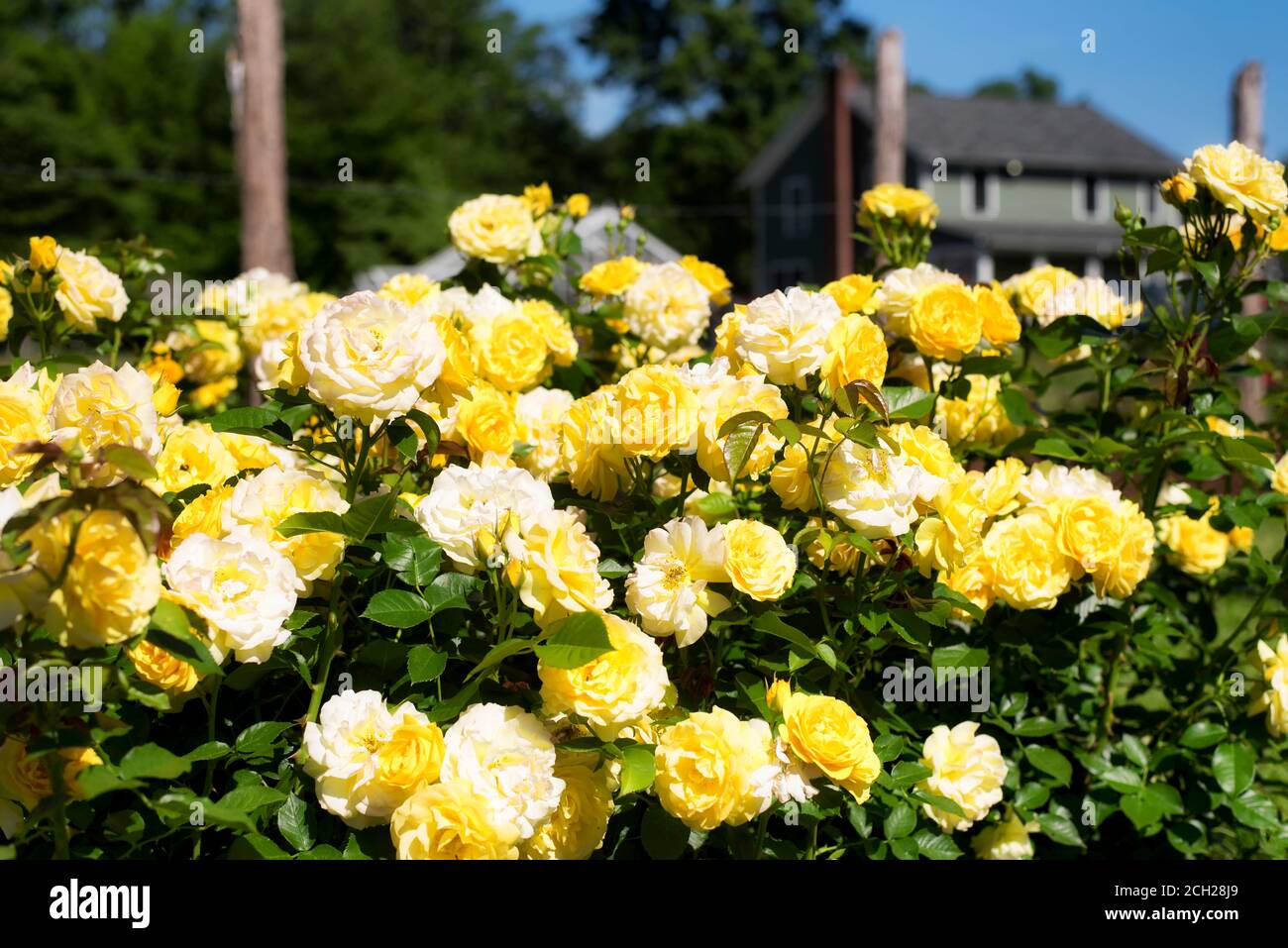 Yelllow roses within the gardens of Elizabeth Park in West Hartford Connecticut on a sunny summer day. Stock Photo