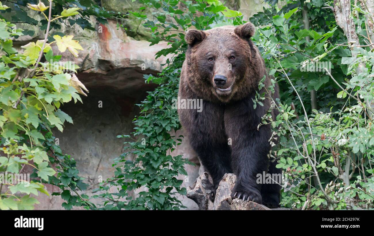 Brown bear standing on a tree stump Stock Photo