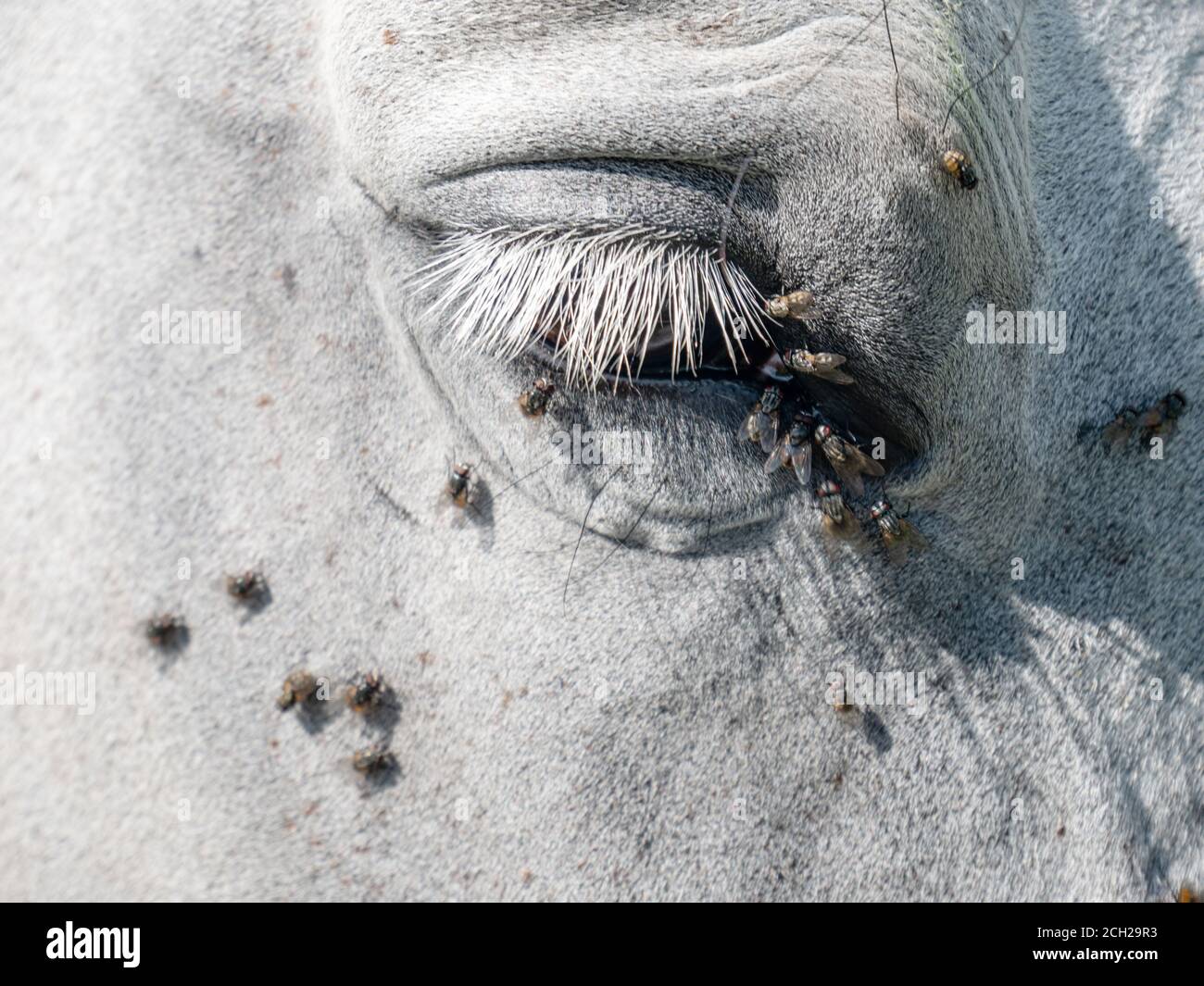 White arab  horse head in detail with lots of annoying flies and other insects. Healthy problem of horse eyes. Stock Photo