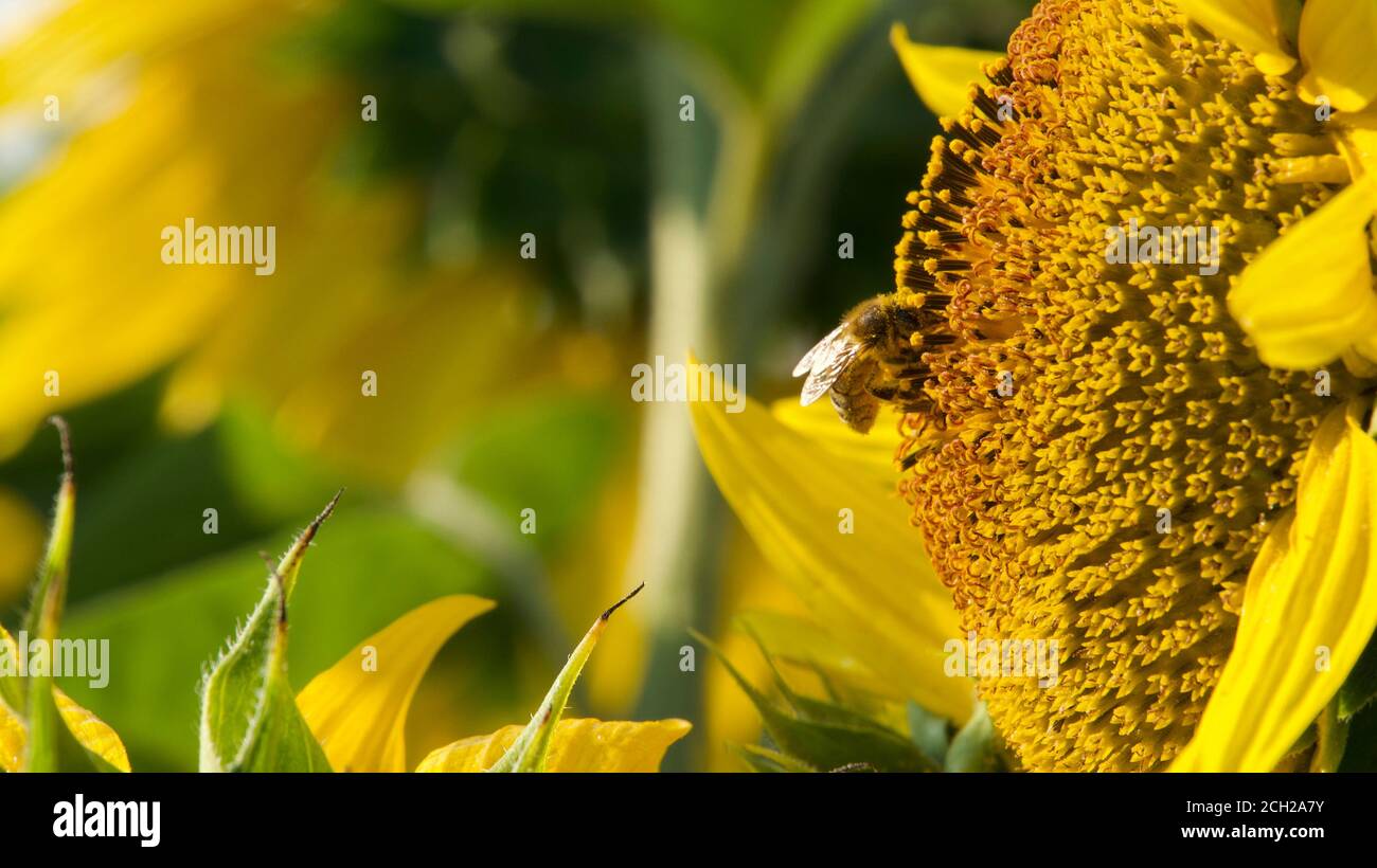 Close up footage honey bee hi-res stock photography and images - Alamy