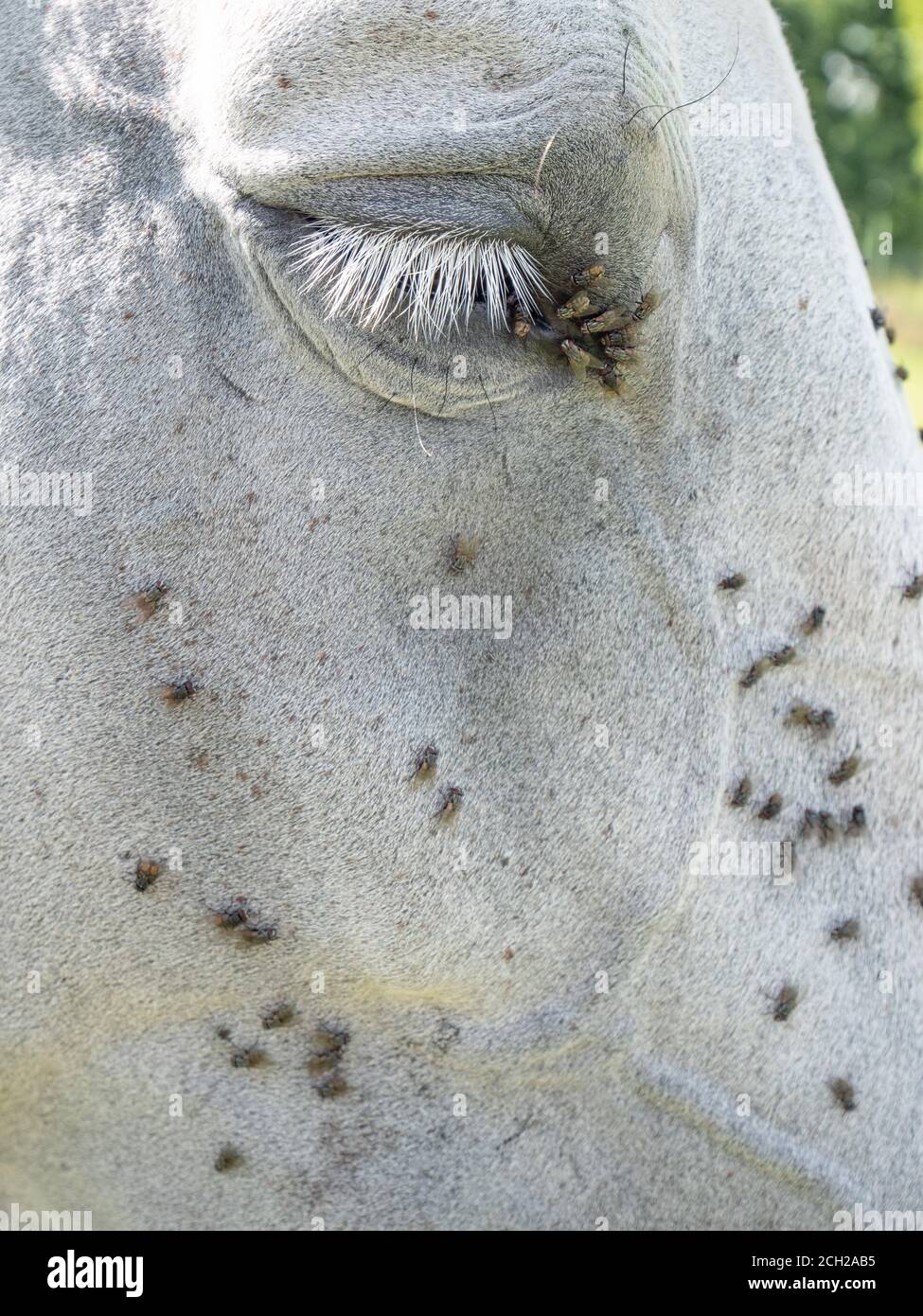 Horse eye and mouth with anoying small flies. Insects on animal head. Stock Photo