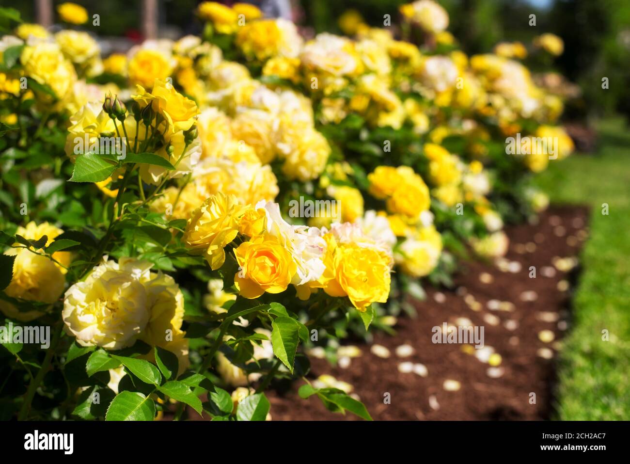 Yelllow roses within the gardens of Elizabeth Park in West Hartford Connecticut on a sunny summer day. Stock Photo