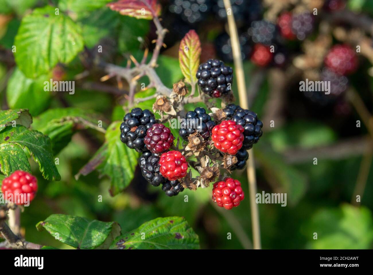 Under Ripe Blackerry blackberry ripen on the bush Stock Photo - Alamy