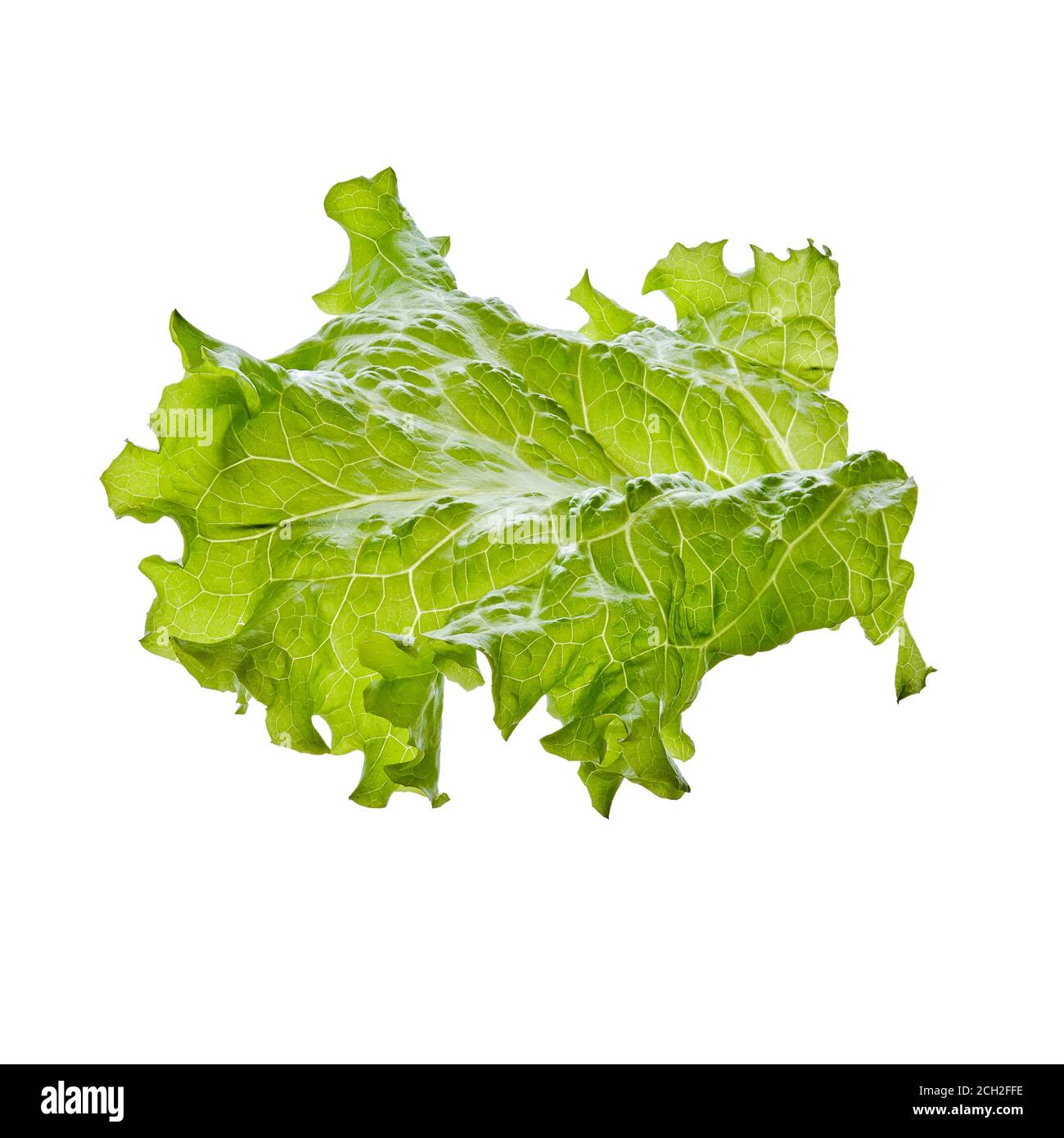 Fresh leaf of salad isolated on white background Stock Photo