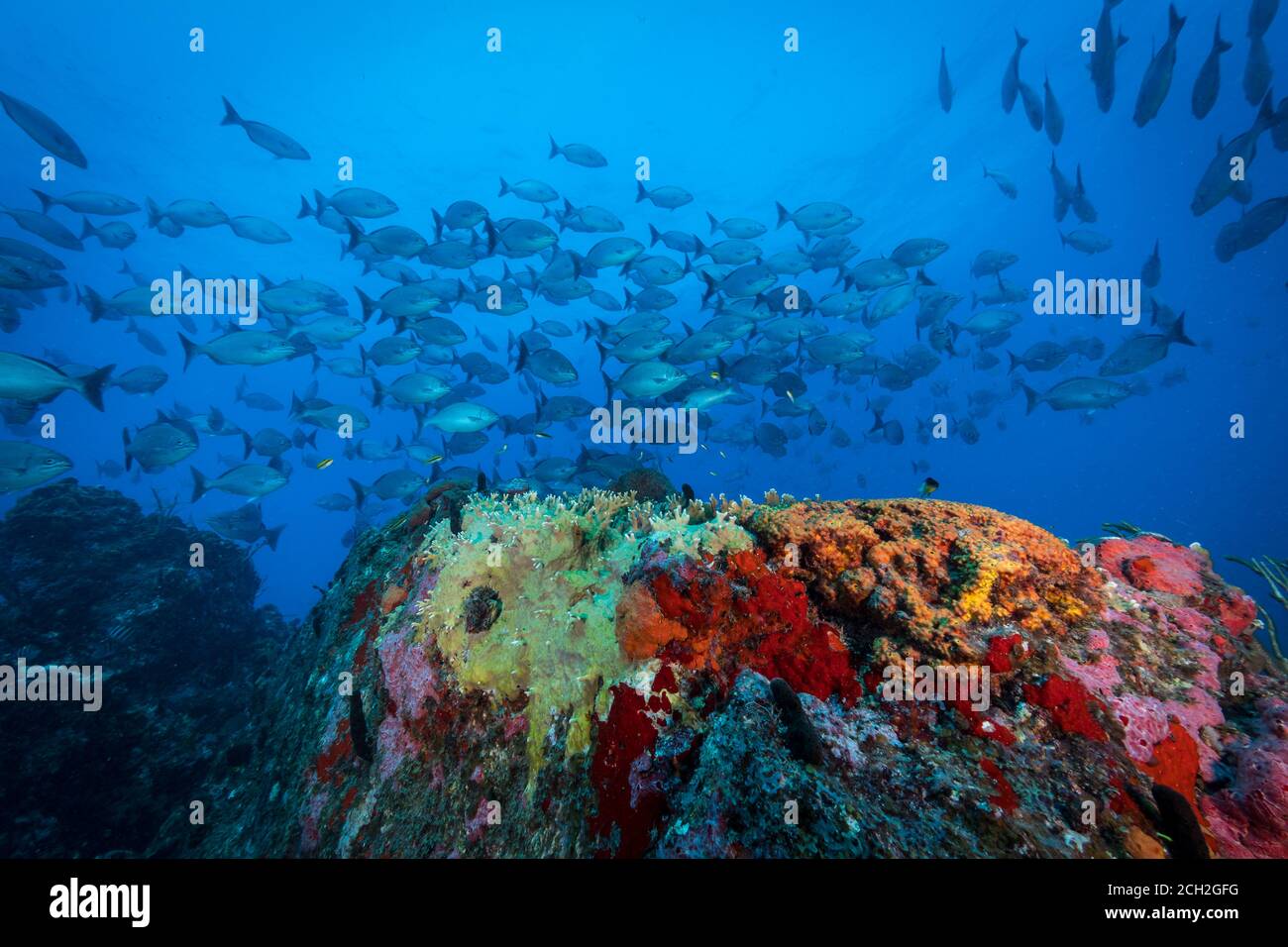 Bermuda chub (Kyphosus sectatrix) gather on the One Step Beyond dive site on the reefs off Sint Maarten, Dutch Caribbean Stock Photo