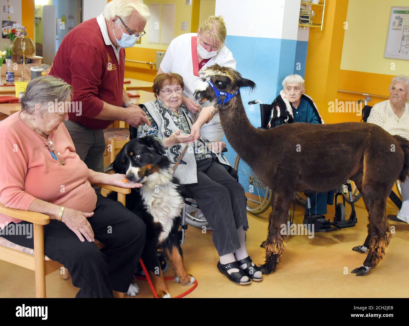 07 September 2020, Saxony, --: With the five-year-old Bernese mountain dog 'Bella' and the five-year-old alpaca 'Karl I.', 90-year-old Annemarie Kießhauer and 98-year-old Gerda Bahlecke (front, l-r) can now cuddle up and give carrot treats in the DRK old people's and nursing home when animal therapist Günter Bollbuck, supported by old people's nurse Kathrin (4th from left), visits the residents with his animals. After the long visit ban due to Corona, the mostly elderly seniors are especially happy about their animal friends, who have been used for several years for animal-supported therapy an Stock Photo