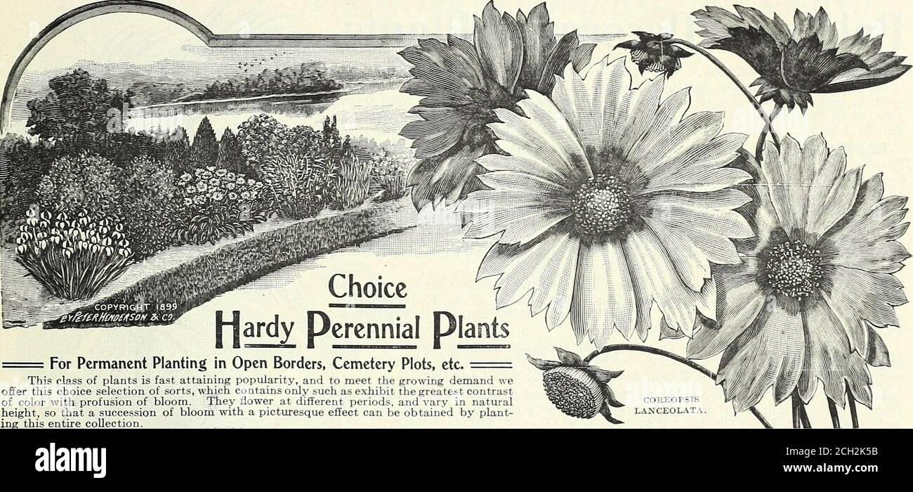 . Everything for the garden : 1906 . isTABLI§Hi22S I 159. For Permanent Planting in Open Borders, Cemetery Plots, etc This class of plants is fast attaining popularity, and to meet the growing demand weoffer this choice selection of sorts, which contains only such as exhibit the greatest contrastof color with profusion of bloom. They flower at different periods, and vary in naturalheight, so that a succession of bloom with a picturesque effect can be obtained by plant-ing this entire collection. Varieties. Aconitum napellus (Monkshood) 20c. .. Achillea, The Pearl tomentosa (Downy Yarrow)... Ad Stock Photo