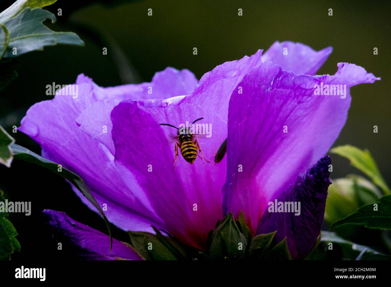 02 August 2020, Lower Saxony, Brunswick: A wasp (Vespidae) flies to the flower of a garden mallow in search of food. Photo: Stefan Jaitner/dpa Stock Photo