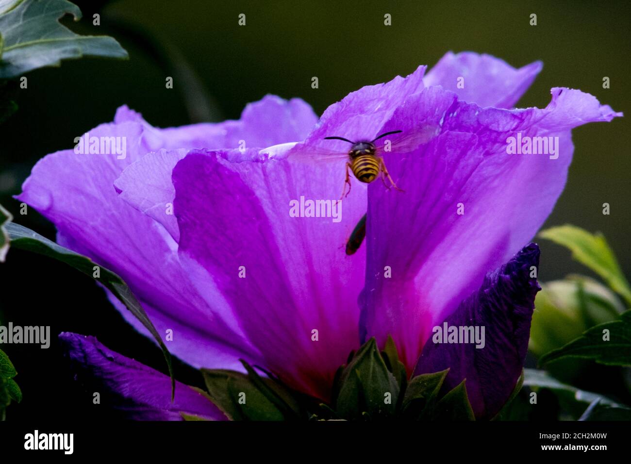 02 August 2020, Lower Saxony, Brunswick: A wasp (Vespidae) flies to the flower of a garden mallow in search of food. Photo: Stefan Jaitner/dpa Stock Photo