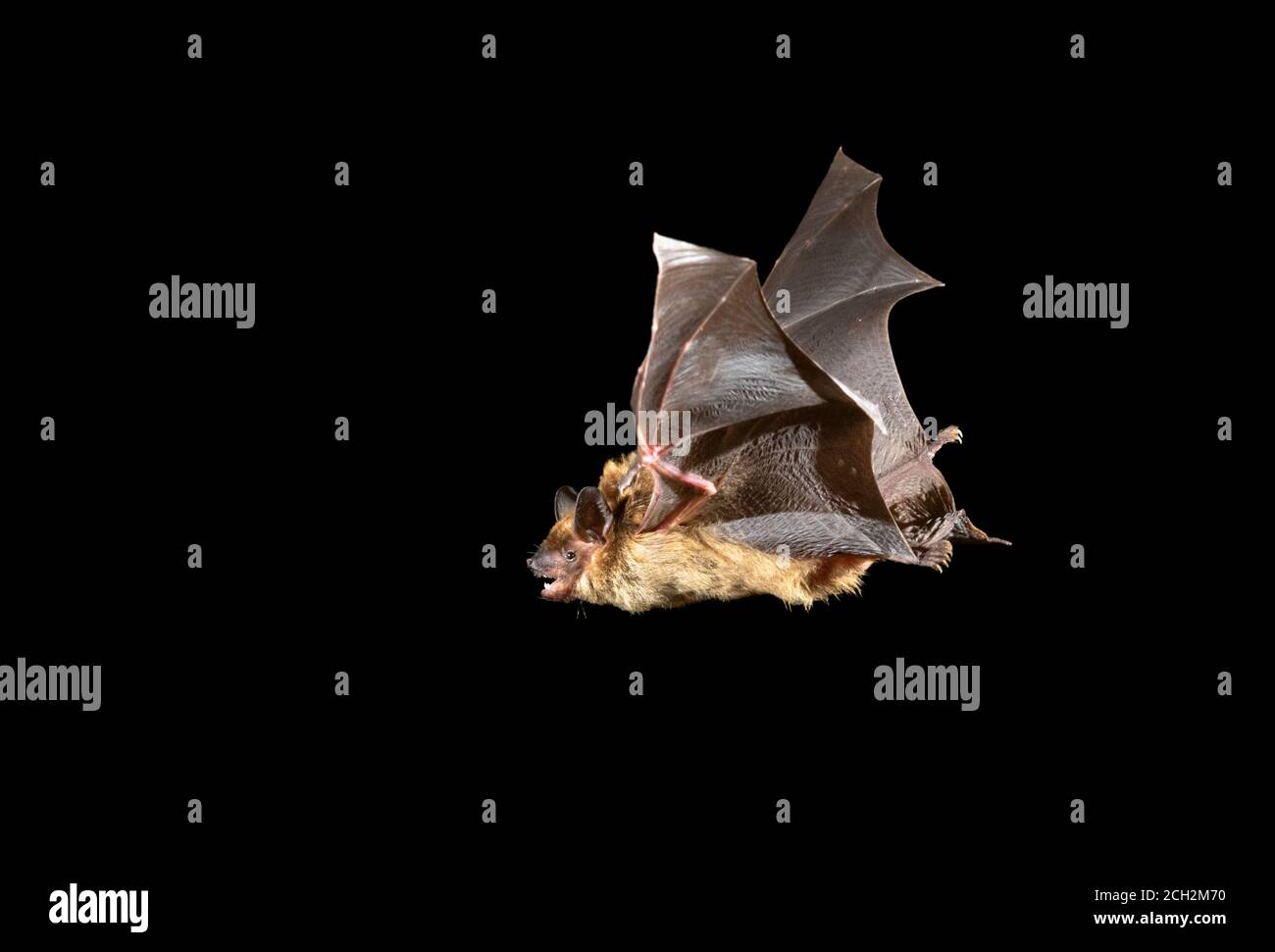 Big Brown Bat