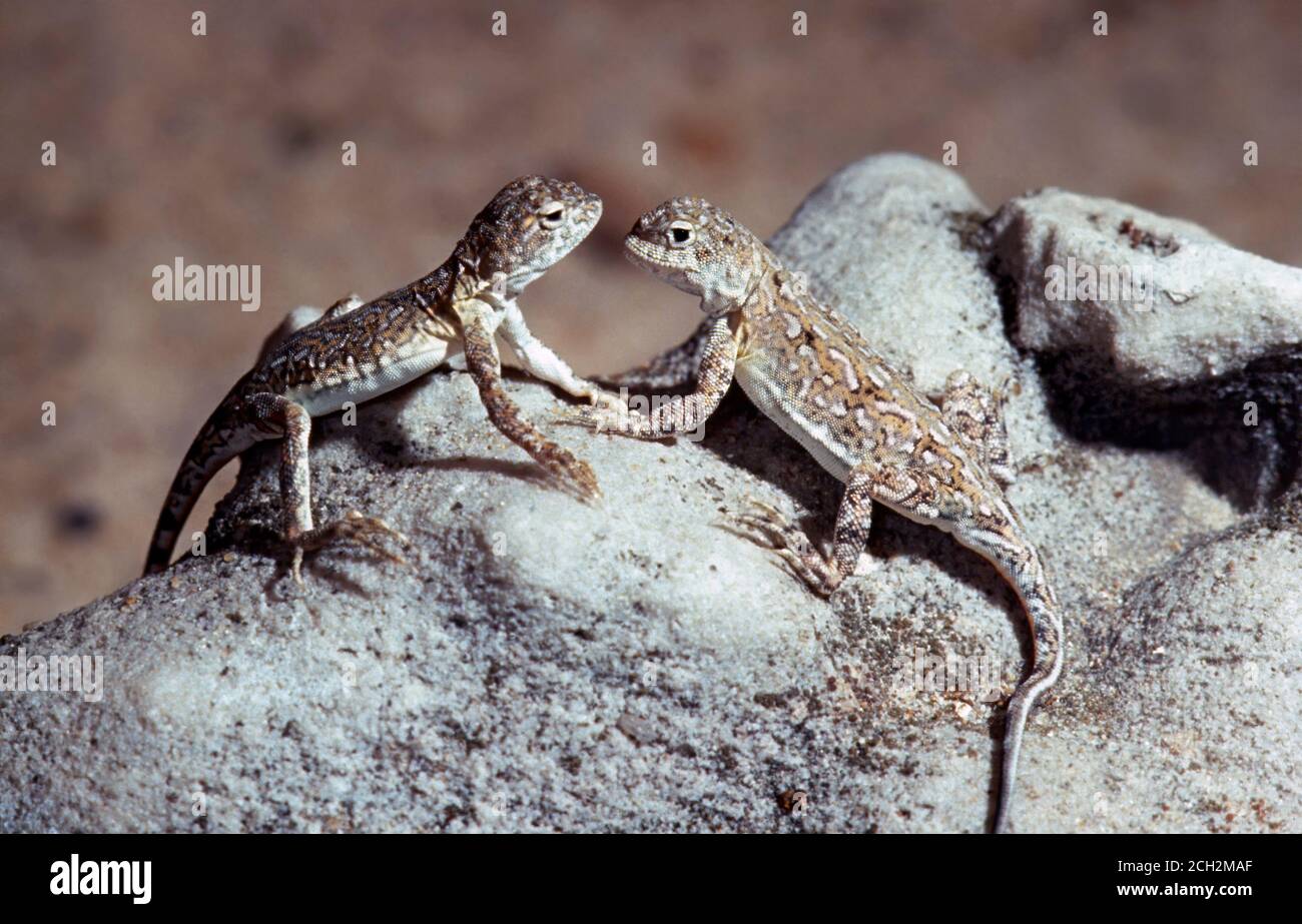 Saissan toad-headed agamas (Phrynocephalus melanurus) in the desert, Eastern Kazakhstan Stock Photo