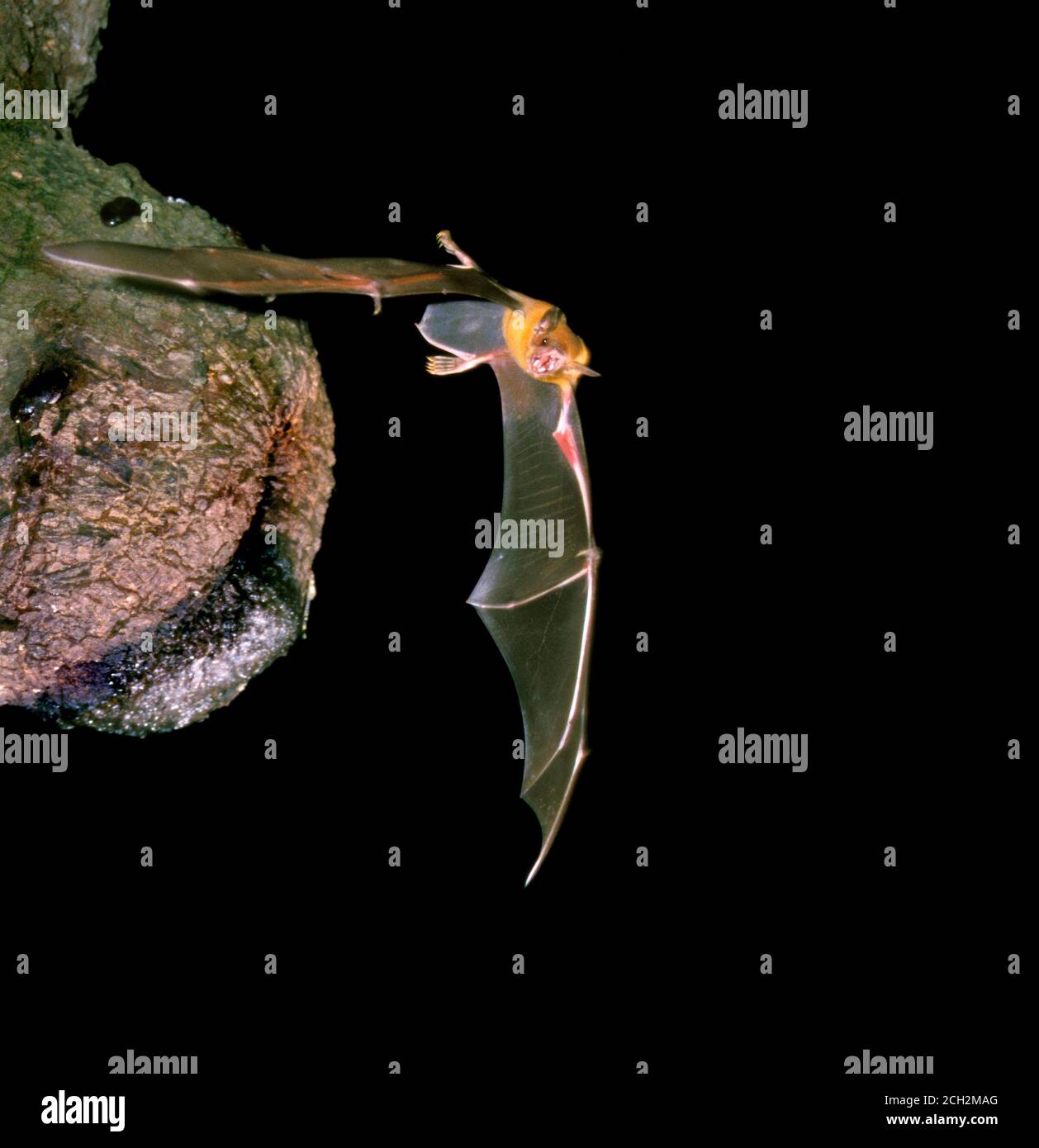 The greater bulldog bat (Noctilio leporinus) flying near the roost in