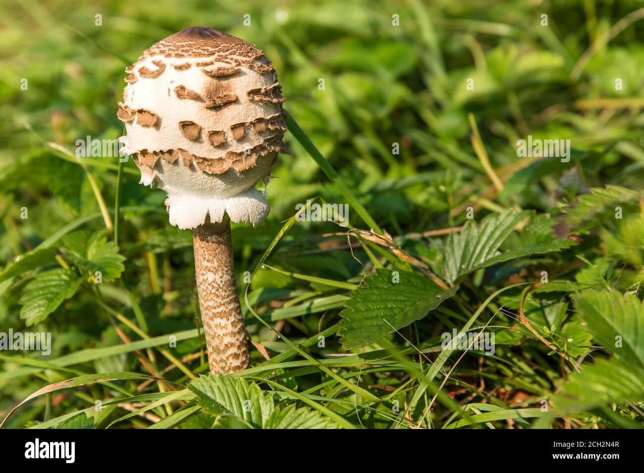 The Parasol Mushroom (Macrolepiota procera). Edible mushroom in the meadow.  Detailed view Stock Photo - Alamy
