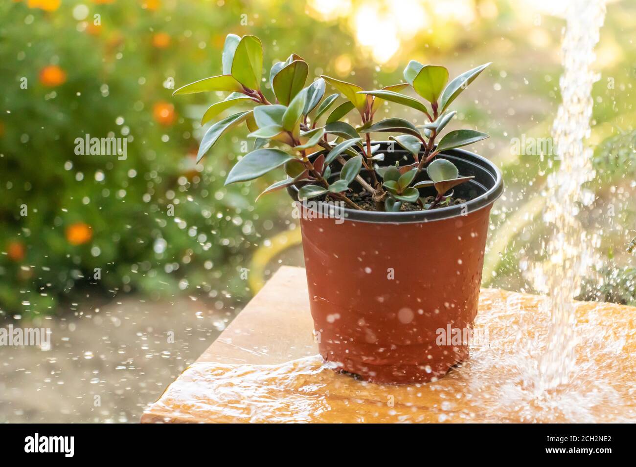 A beautiful plant in the shower, Water plant concept Stock Photo