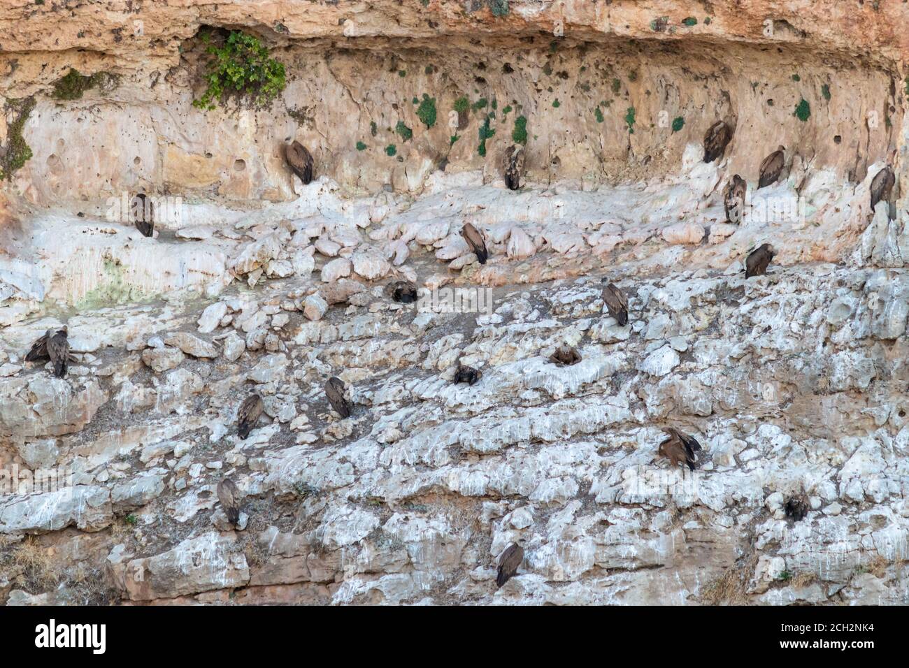 Group of griffon vultures resting on a vertical wall, sleeping inside the wholes. White depositions on the rocky wall. Scientific name: Gyps fulvus. H Stock Photo