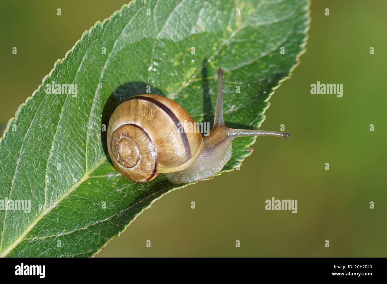 Grove snail or brown-lipped snail (Cepaea nemoralis) of the family Helicidae on a leaf. In a Dutch garden in September. Stock Photo