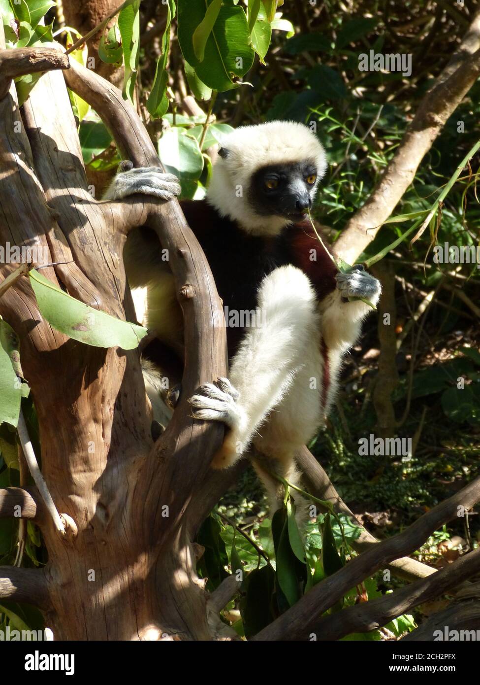 Funny lemur sifaka on eucalyptus tree. Endemic animal native of Madagascar island. Propithecus coquereli. Coquerel's sifaka. Dancing lemur. Stock Photo