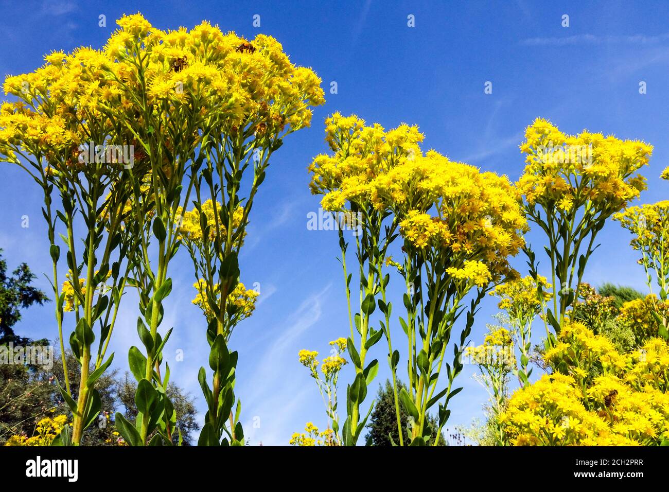 Stiff Goldenrod Solidago rigida september flowers Stock Photo
