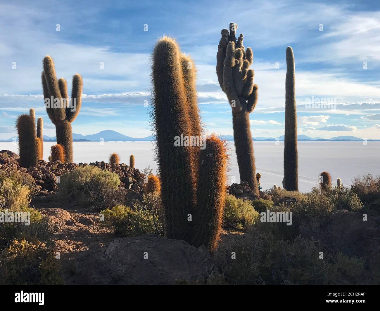 Gigantic cacti on bolivian island Isla Incahuasi. Salt flats of Uyuni. Salar de Uyuni, Altiplano plateau, Bolivia. Desert plants. Giant cactus. Stock Photo