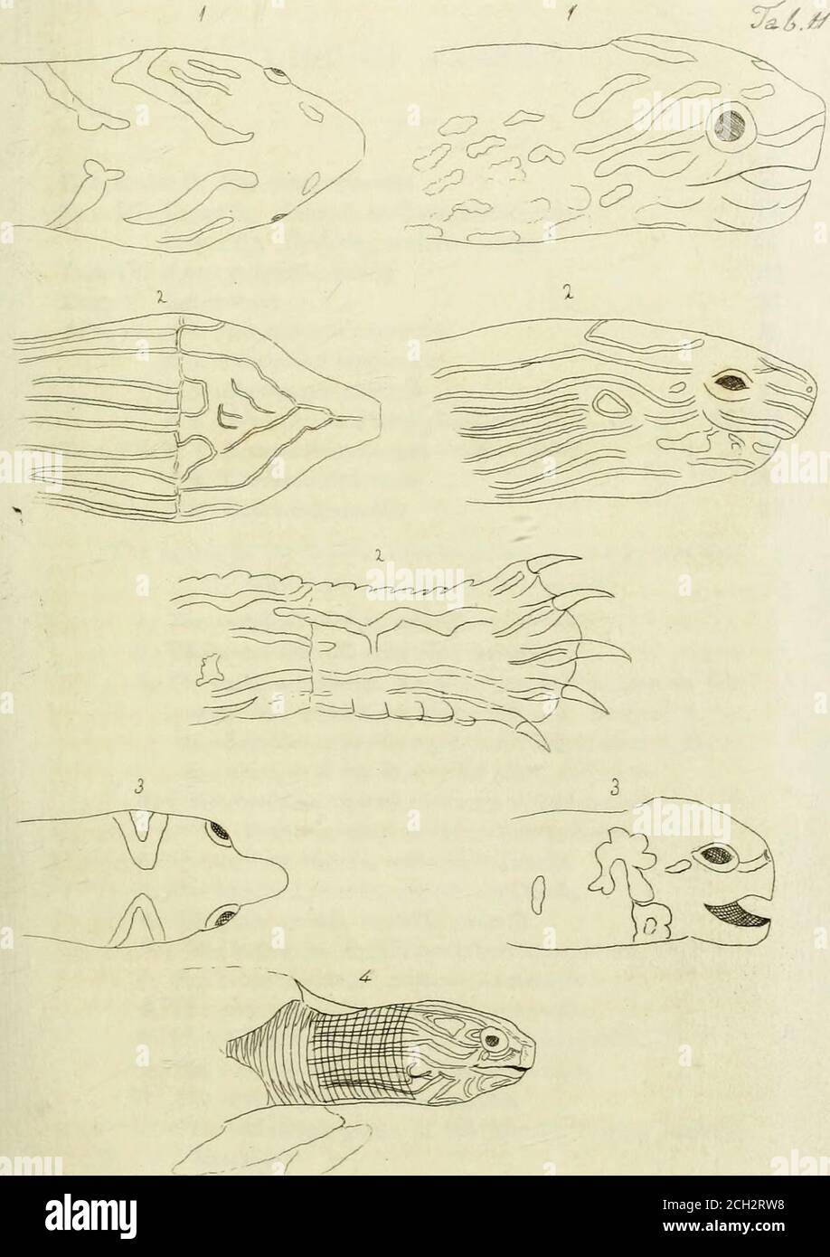 . Synopsis reptilium : or short descriptions of the species of reptiles. Part I., Cataphracta. Tortoises, crocodiles, and enaliosaurians . ca, byDr. Ruppell, which he thinks is distinct, and has named itCroc, octophractus. The beak is rather narrower than thecommon Egyptian specimens, it being 18|- inches long, andat the notch of the canines 3^, at the eyes 7, and at theocciput 10 inches wide, while in the Egyptian specimen ofnearly the same size, the head was ly inch longer, the samewidth at the notch, and 1 inch wider at the eyes and at theocciput. The former has 4 nuchal and 8 cervical plat Stock Photo