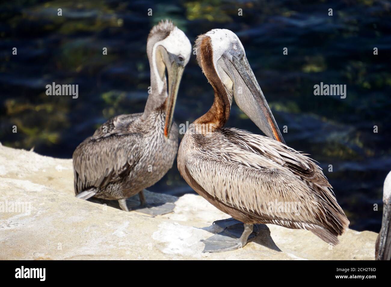 The Pelicans of La Jolla, San Diego, CA Stock Photo Alamy