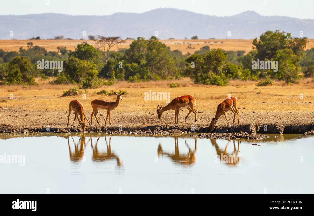 Impala group (Aepyceros melampus) reflected in water as they drink from watering hole in Ol Pejeta Conservancy, Kenya, Africa. African savanna Stock Photo