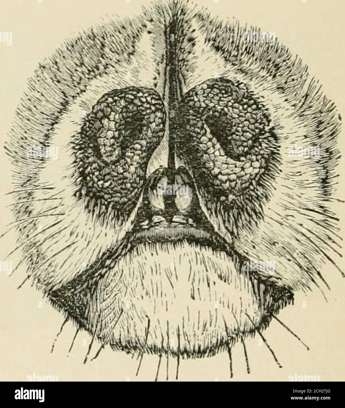 Lip Of A Hare High Resolution Stock Photography And Images Alamy