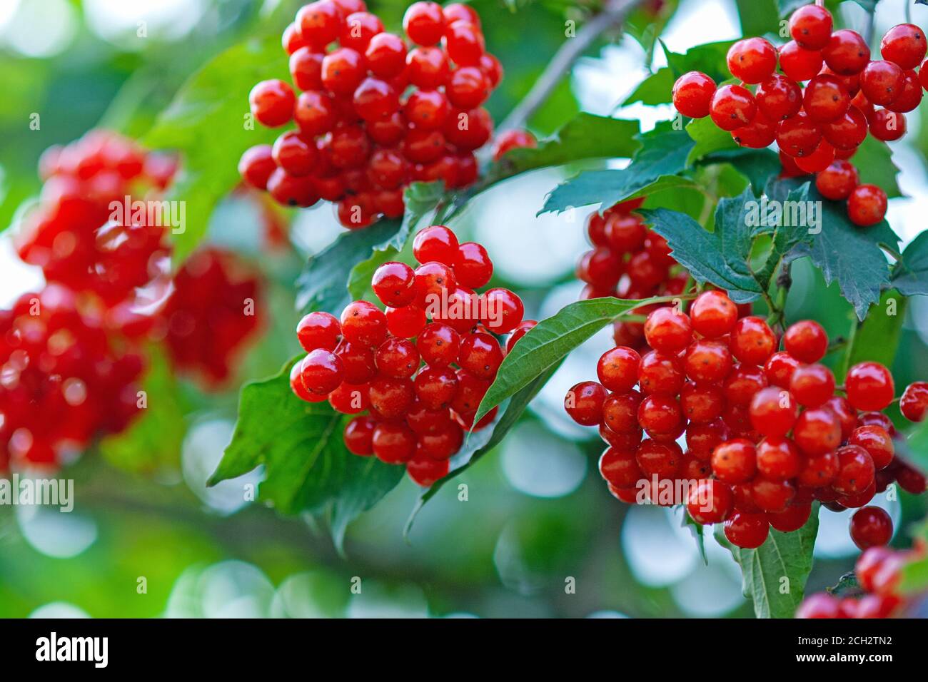 Berries of European cranberrybush or Guelder Rose, ripe red edible berries of Viburnum opulus Stock Photo