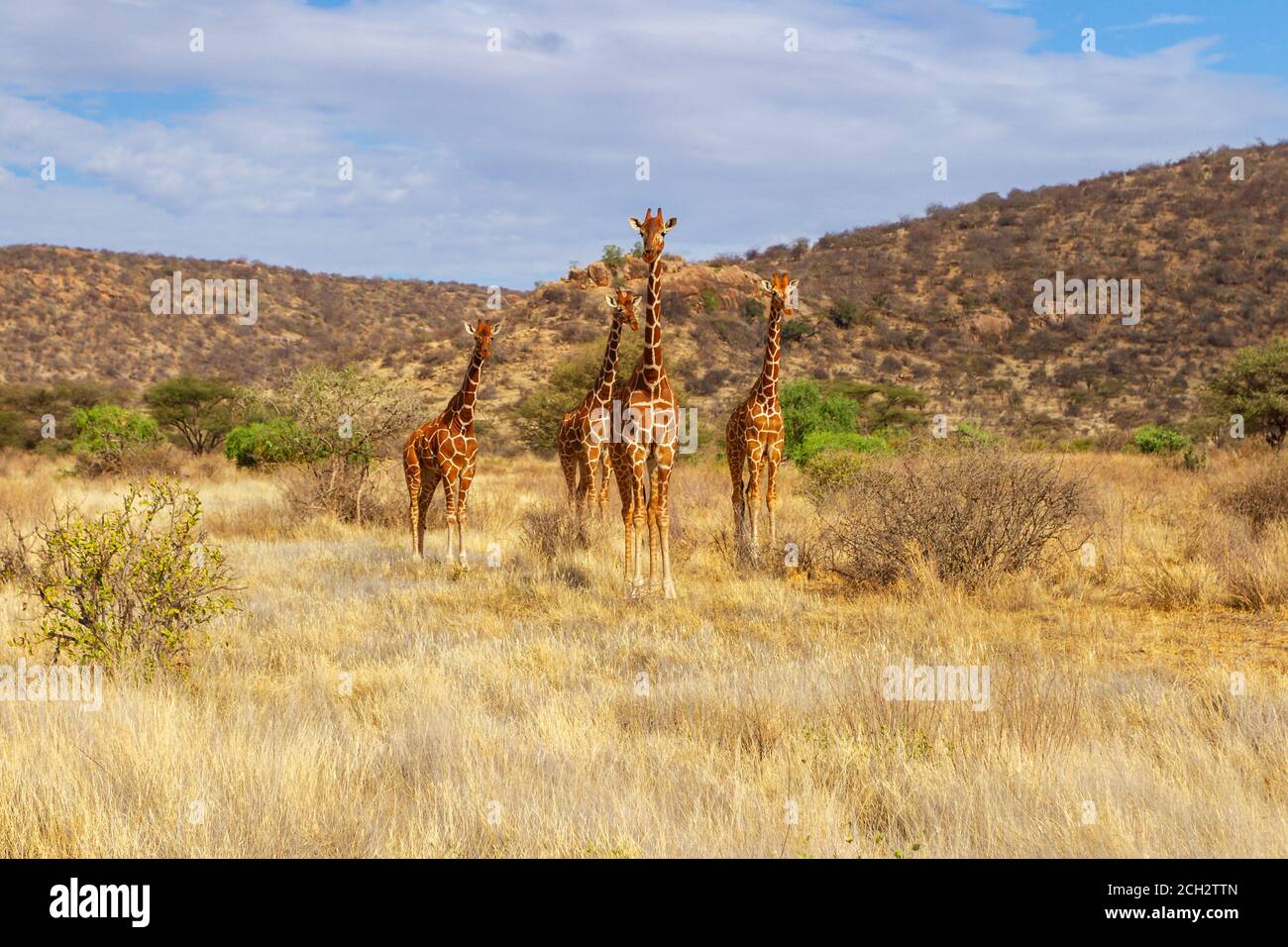 Reticulated Giraffes, four facing camera, in dry wilderness of Buffalo Springs National Reserve, Kenya, Africa. 'Giraffa camelopardalis reticulata' Stock Photo