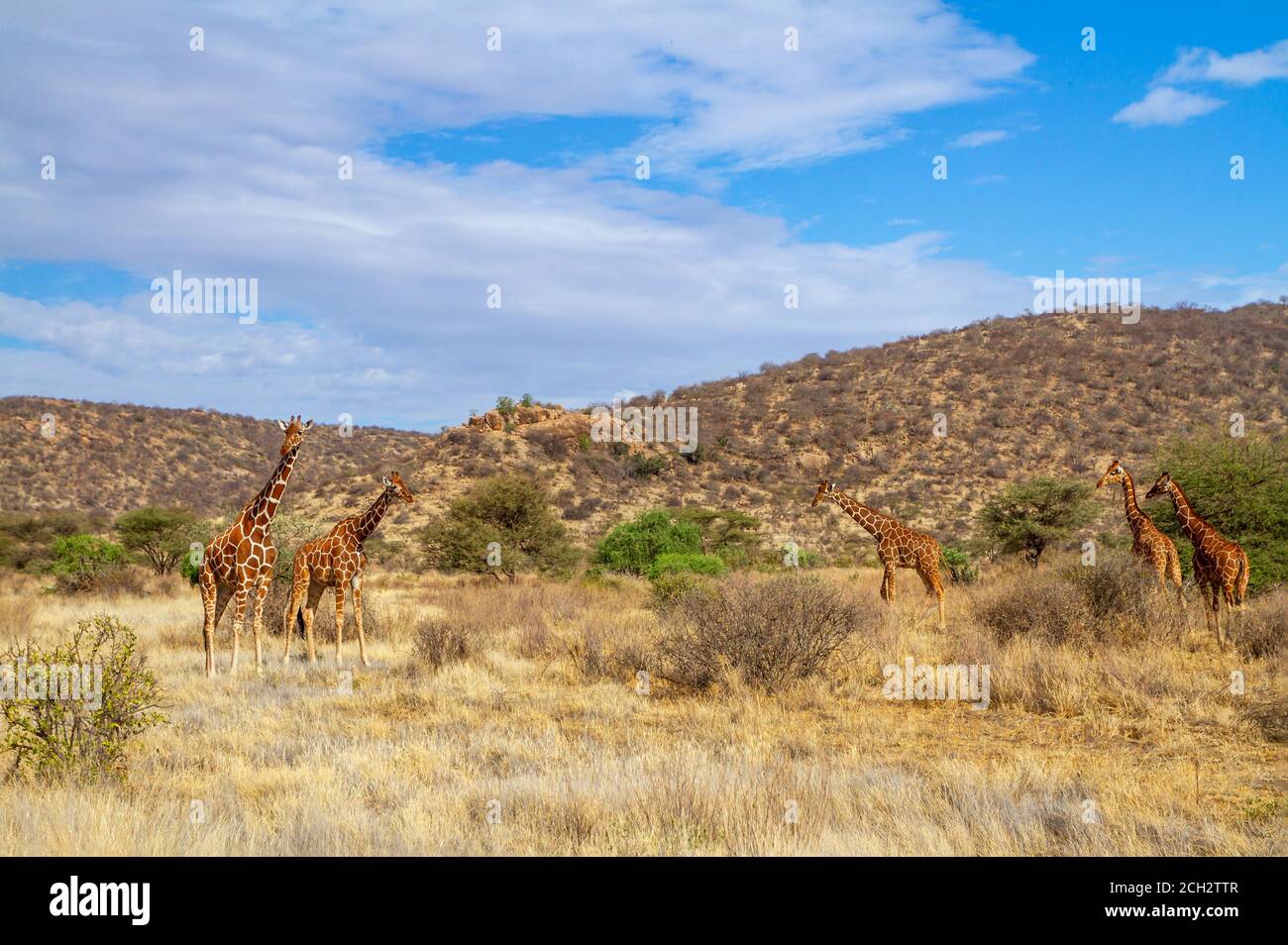 Reticulated giraffe, group of five, in Buffalo Springs National Reserve, Kenya, Africa. Landscape with dry bush. 'Giraffa camelopardalis reticulata' Stock Photo