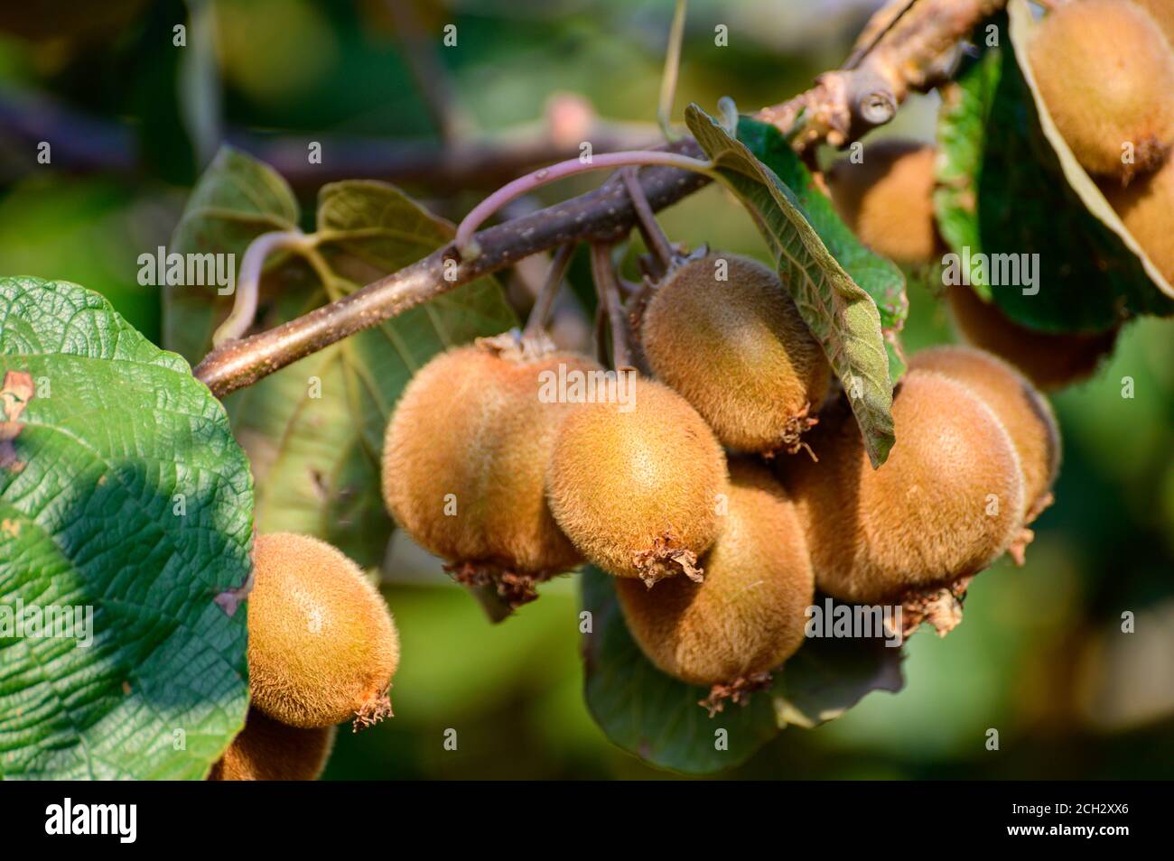 Kiwi fruit farm new zealand hi-res stock photography and images - Alamy