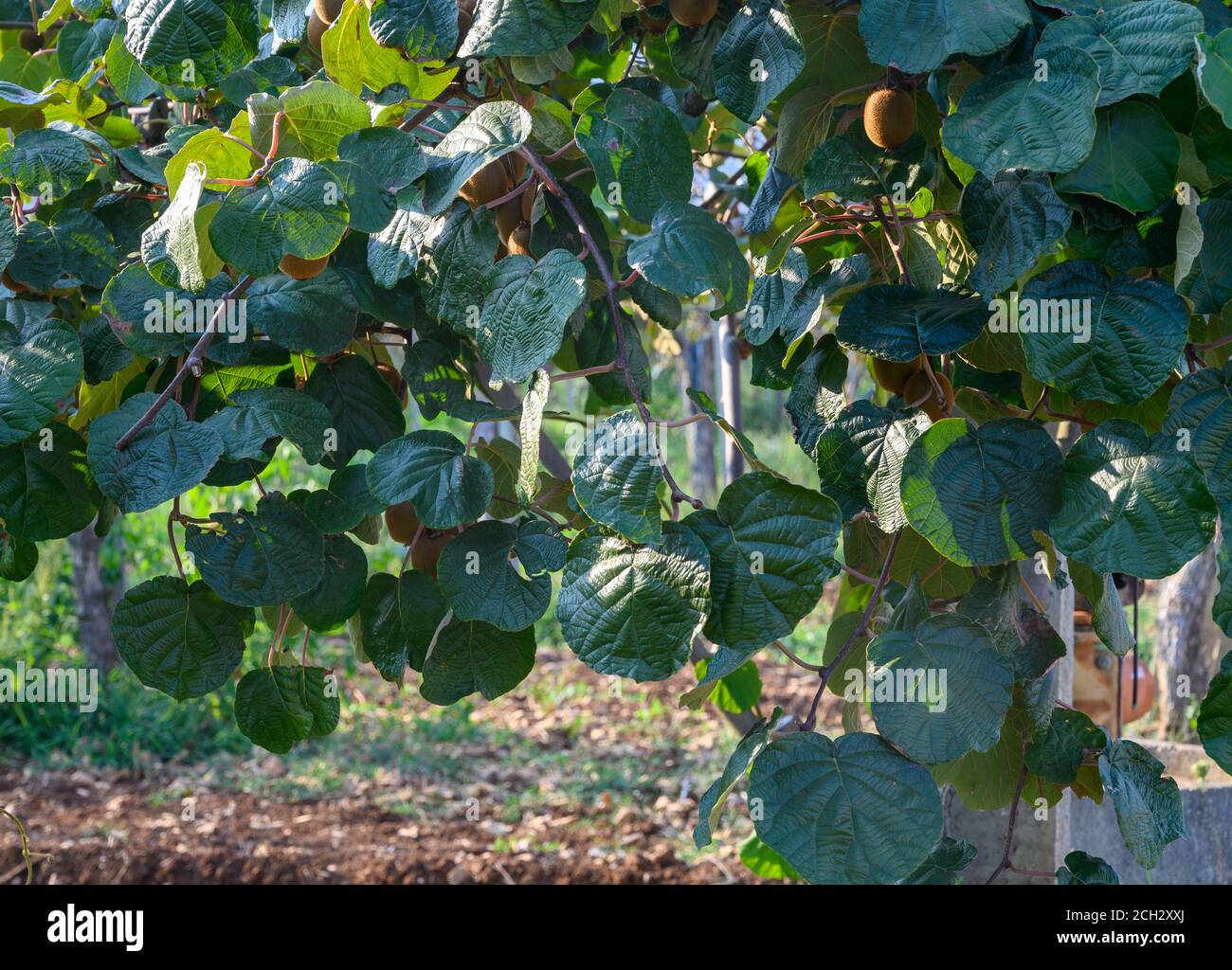Kiwi fruit orchard new zealand hi-res stock photography and images - Alamy