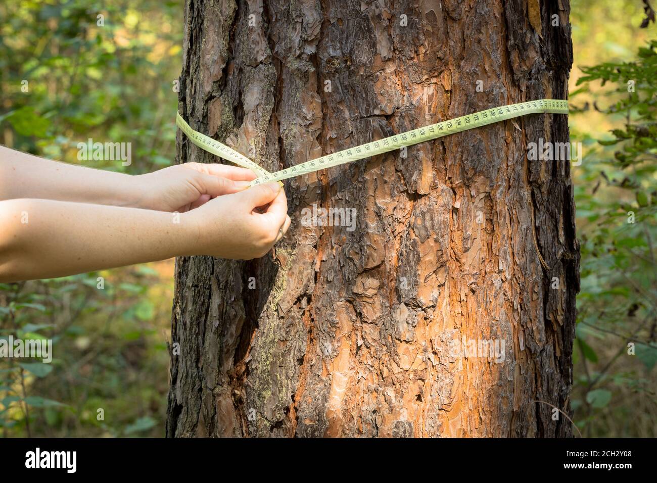 measuring the circumference of a tree with a meter. The concept of deforestation from an old and valuable stand Stock Photo