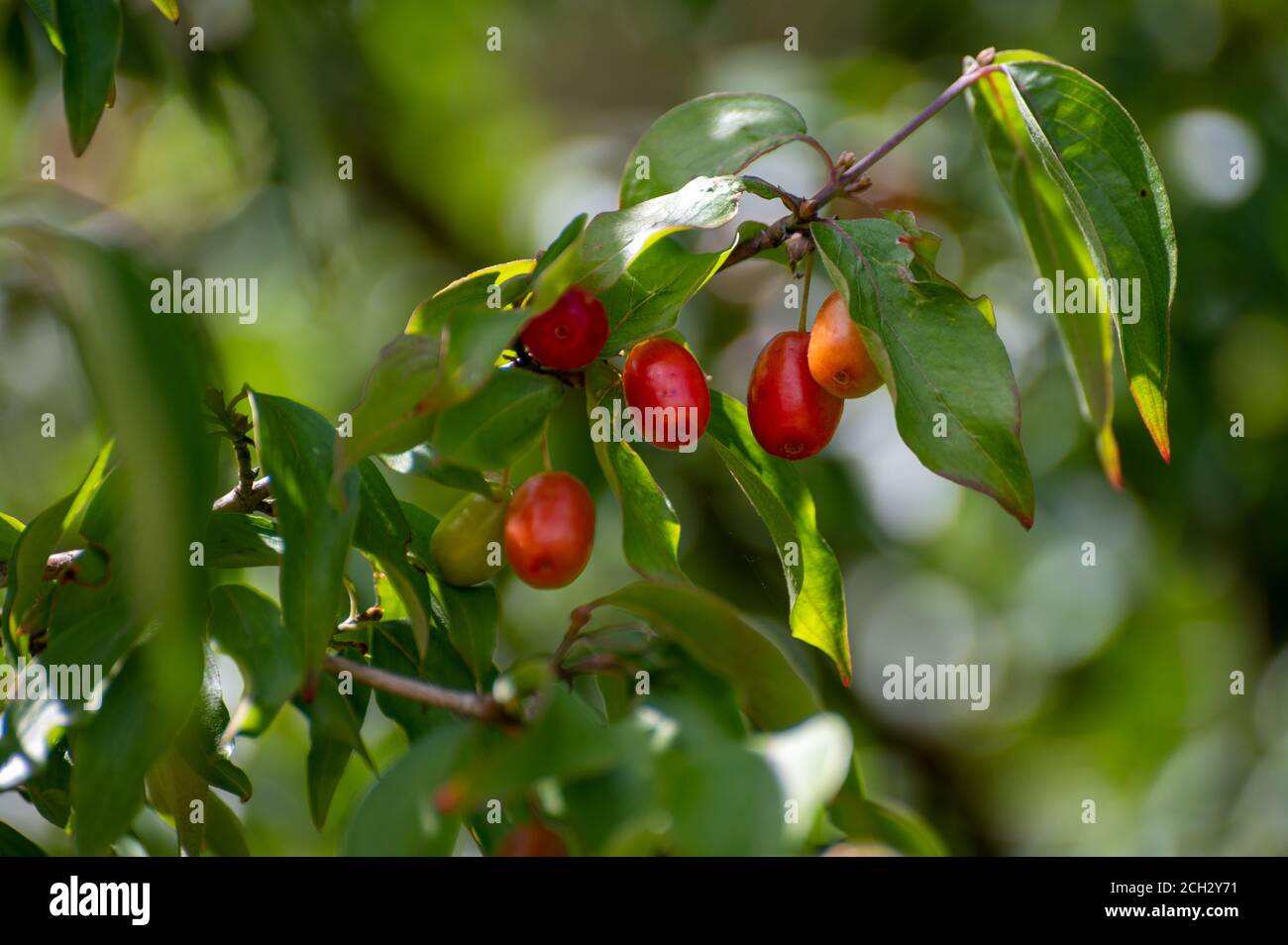 Botanical collection of medicinal plants and herbs, red berries of ...