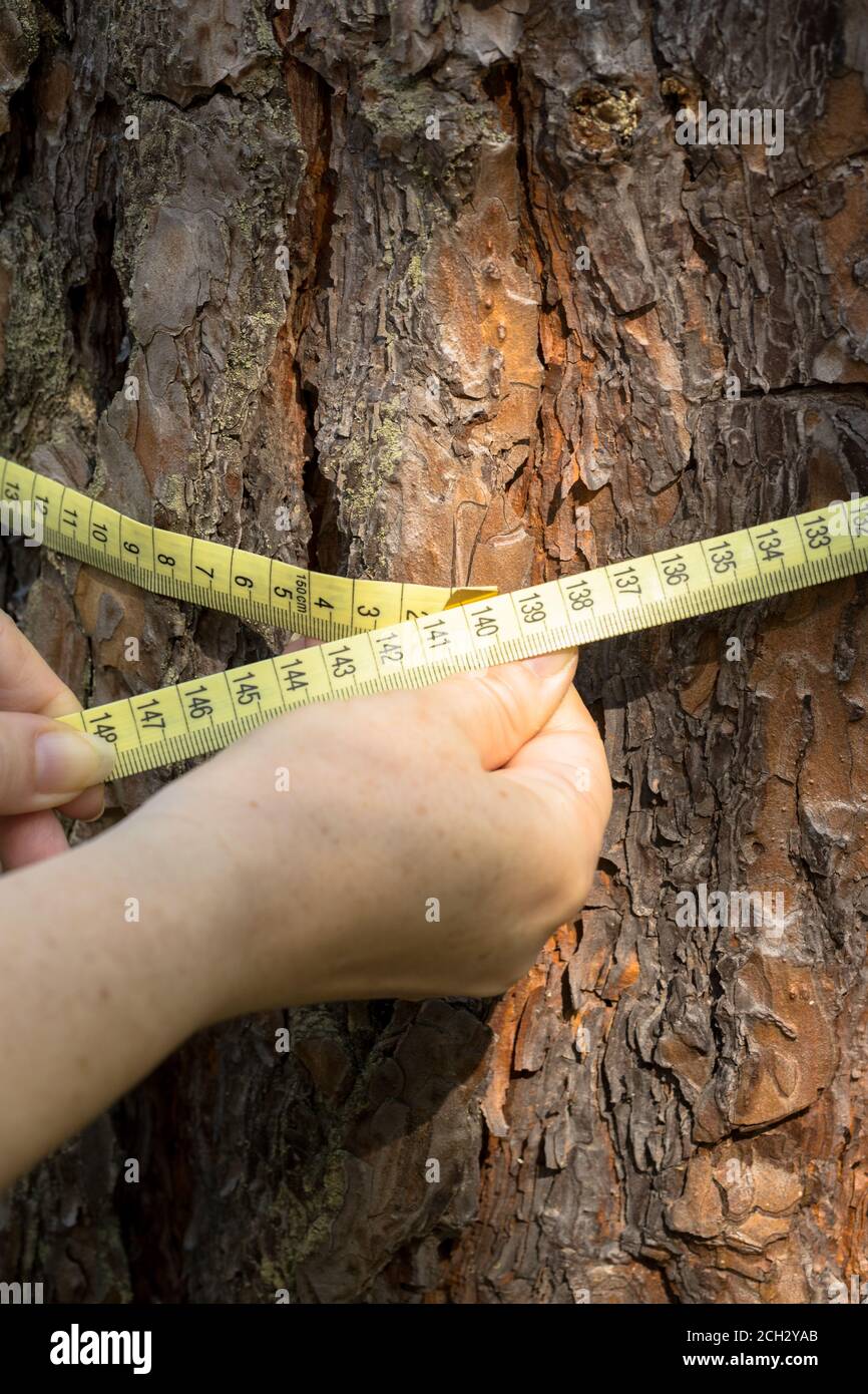 measuring the circumference of a tree with a meter. The concept of deforestation from an old and valuable stand Stock Photo