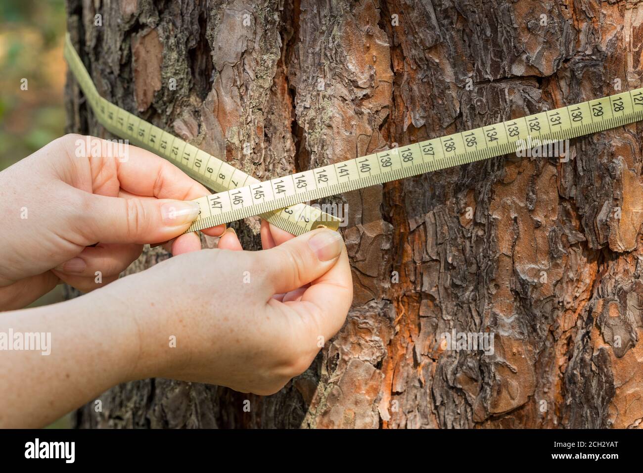 measuring the circumference of a tree with a meter. The concept of