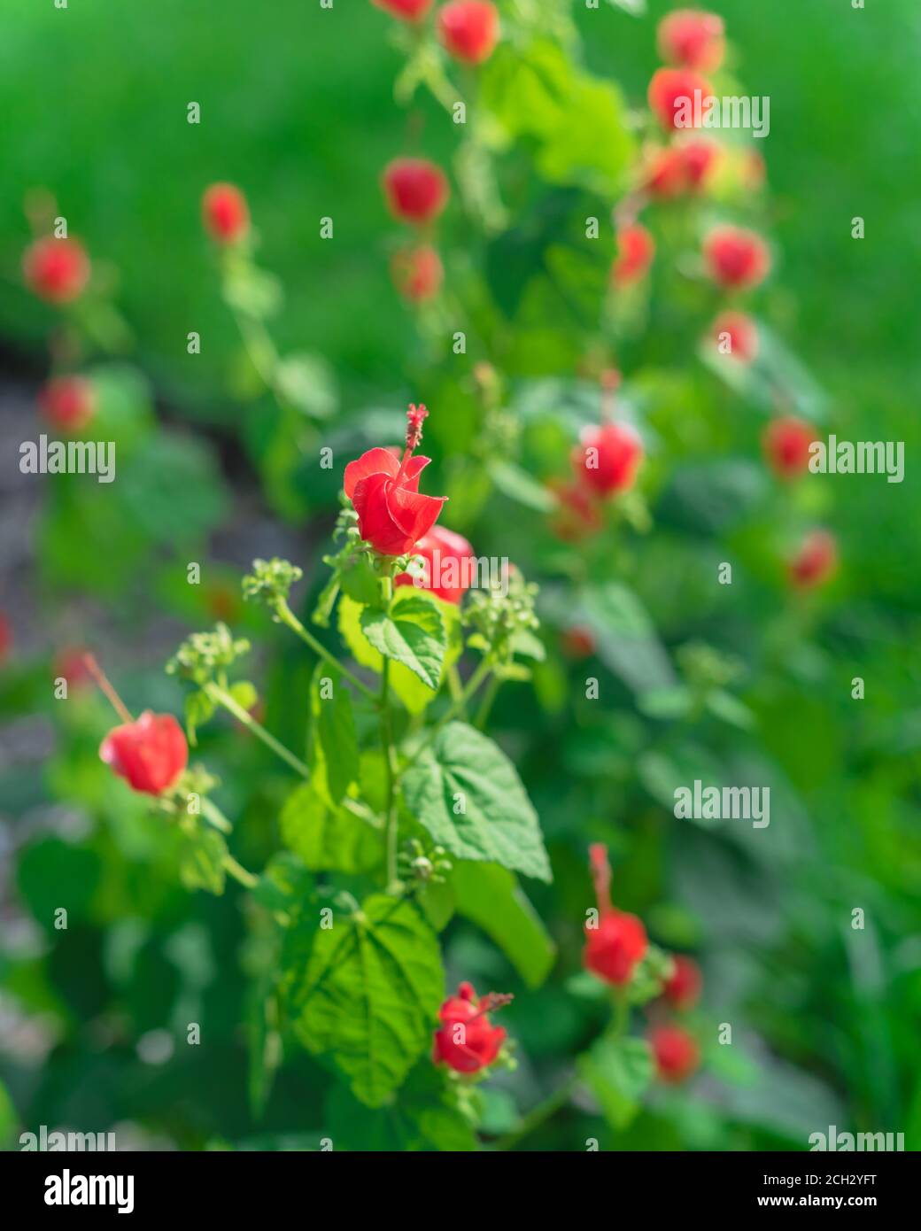 Sleeping hibiscus is a plant in the hibiscus family that we grow as an  ornamental plant. There are many varieties, each species has different  flower s Stock Photo - Alamy