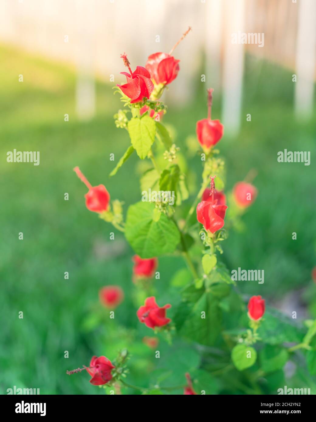 Red Turk's cap or Malvaviscus arboreus flowers with blurry fence in background Stock Photo