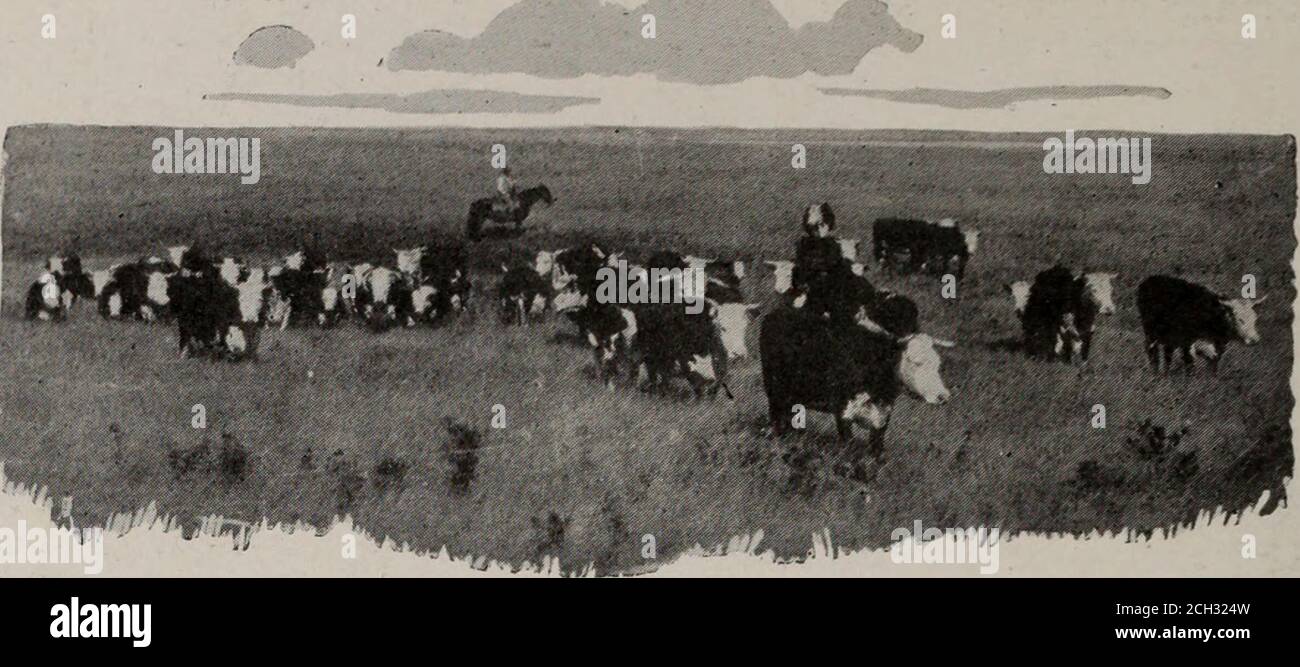 . Across Canada : annotated guide via Canadian Pacific, the world's greatest transportation system : Western lines east bound . Canadian Pacific Station and Royal Alexandra Hotel, Winnipeg 72 Across Canada. Cattle Ranching in Saskatchewan MOOSE JAW TO PORTAL: 167 miles (For Map, see page 73) Moose Jaw From Moose Jaw an important branch line Pasqua runs away southeast to the Internationa] Drinkwater boundary, where it connects with the Soo Rouleau Line. This is the route of the through service Wilcox from Vancouver to Minneapolis, St. Paul and Milestone Chicago. We leave the main line at Pasqua Stock Photo