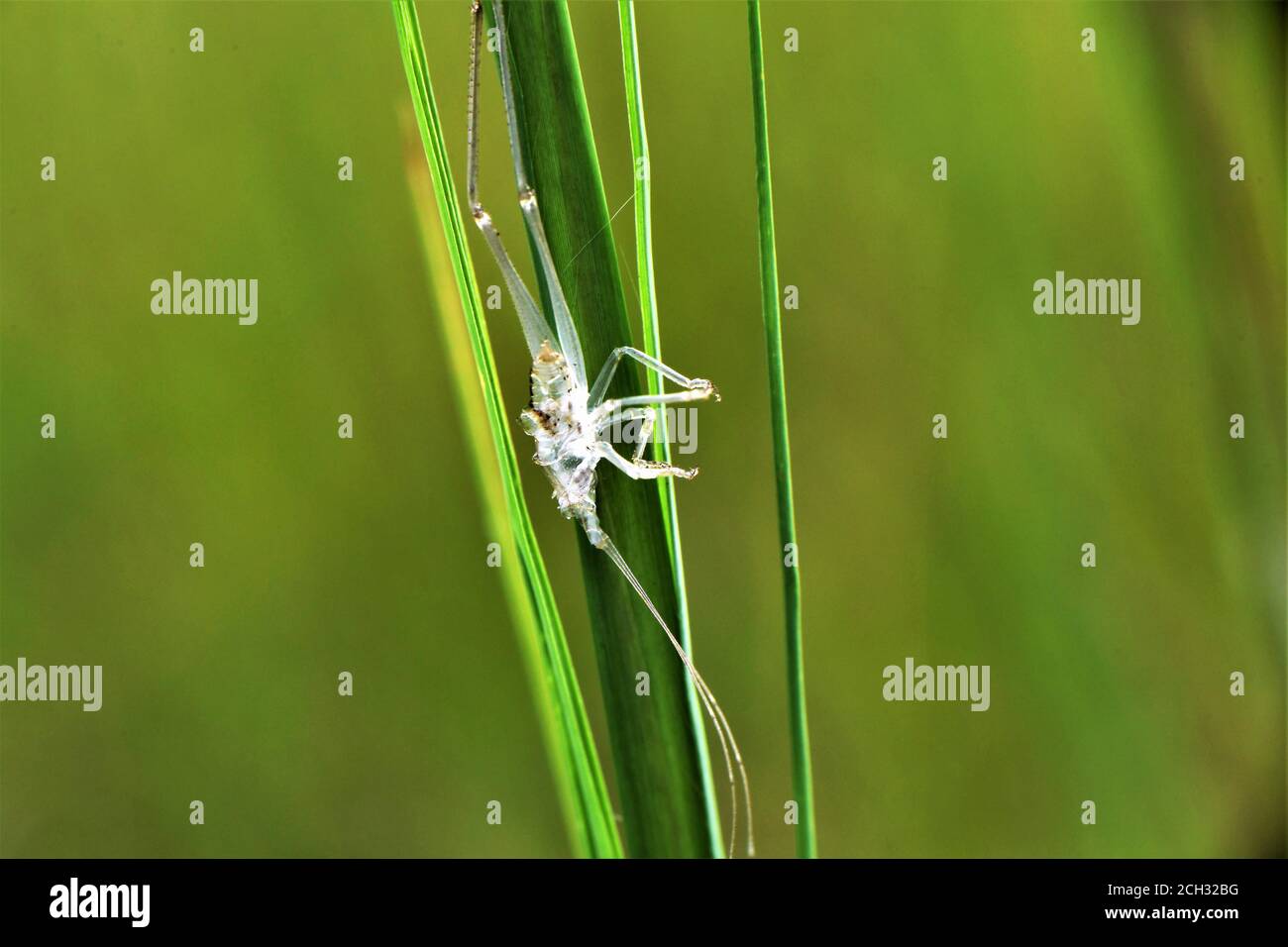 Exoskeleton of a Stock Photo Alamy